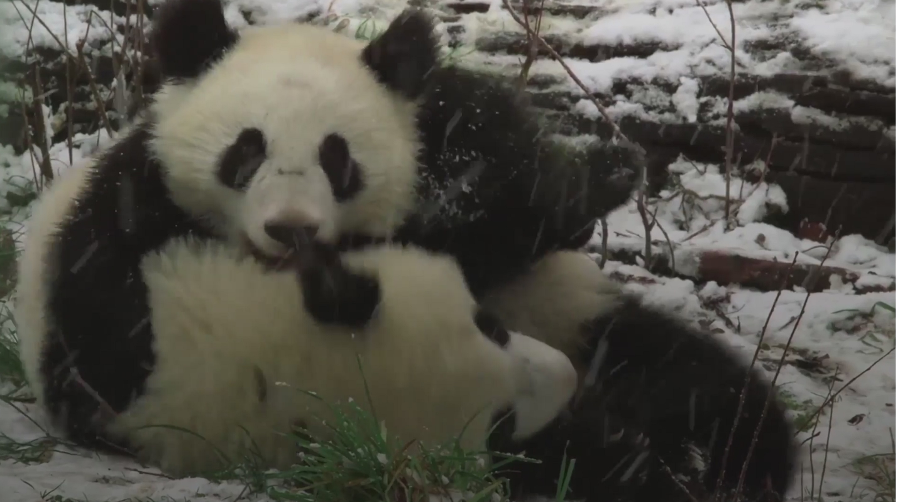 Two pandas in the snow at Vienna Zoo