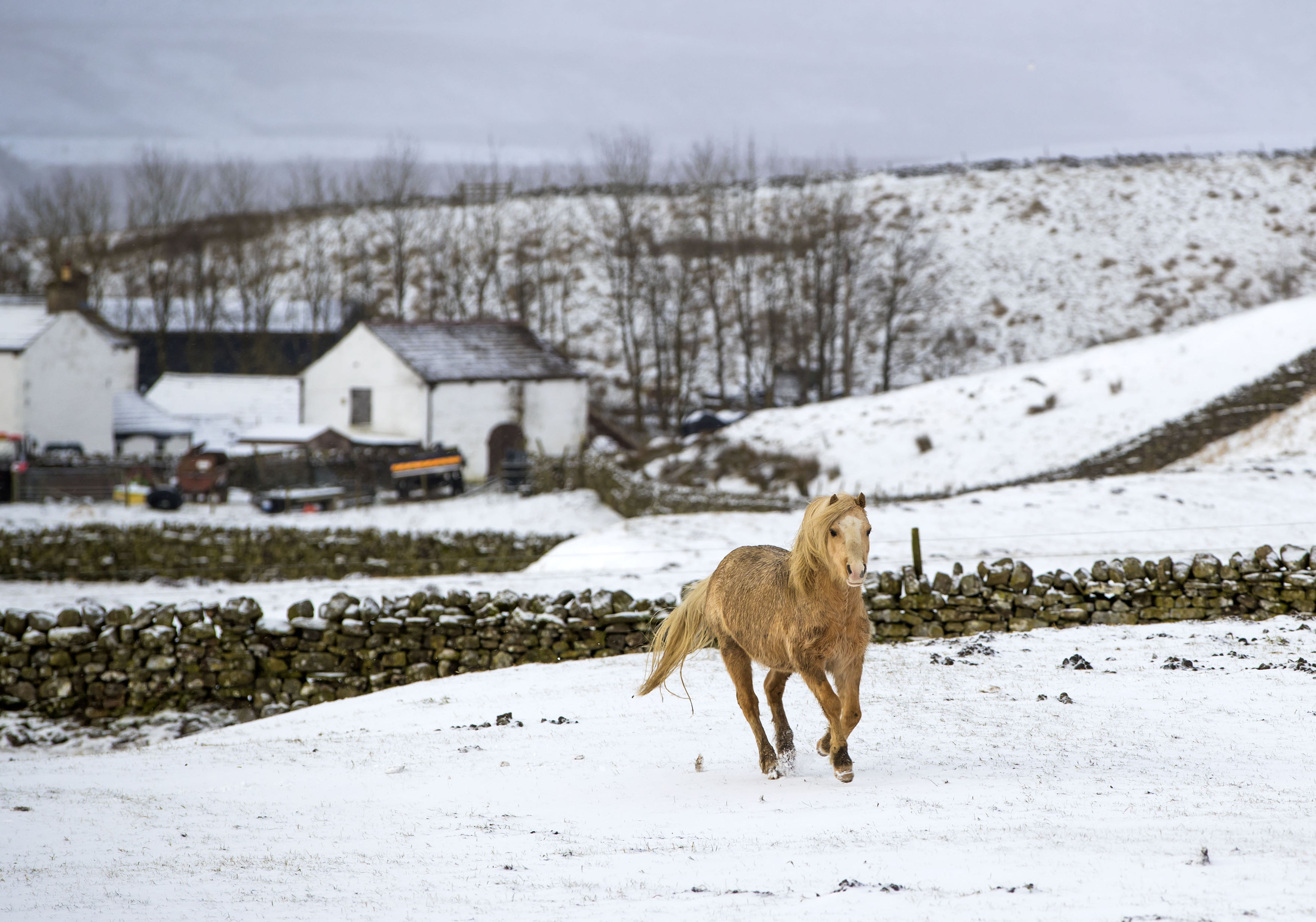 A horse in Langdon Beck as the area in the North Pennines was blanketed by snow overnight (Danny Lawson/PA)