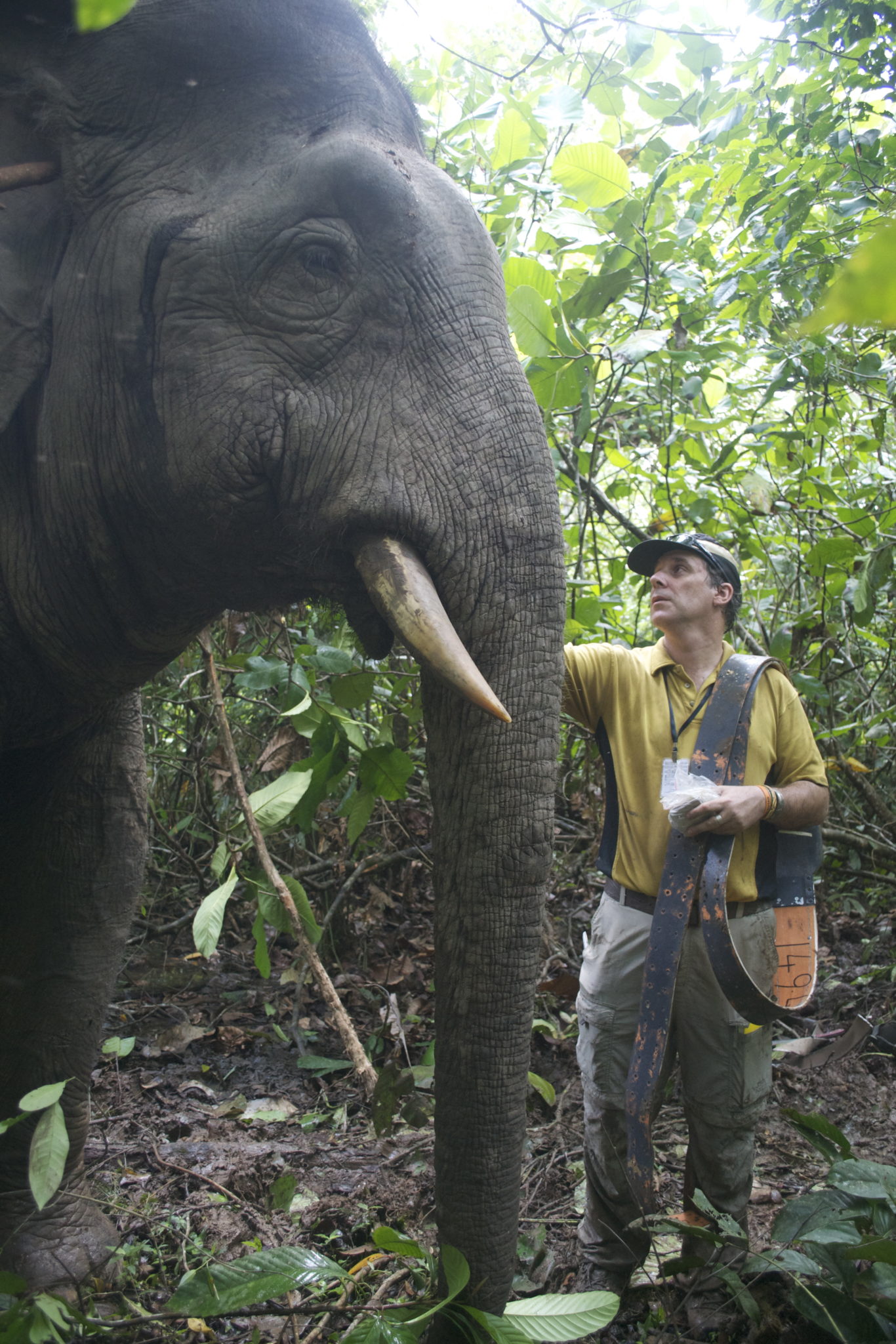 How did elephants get to Borneo? Scientists compare theories - Jersey