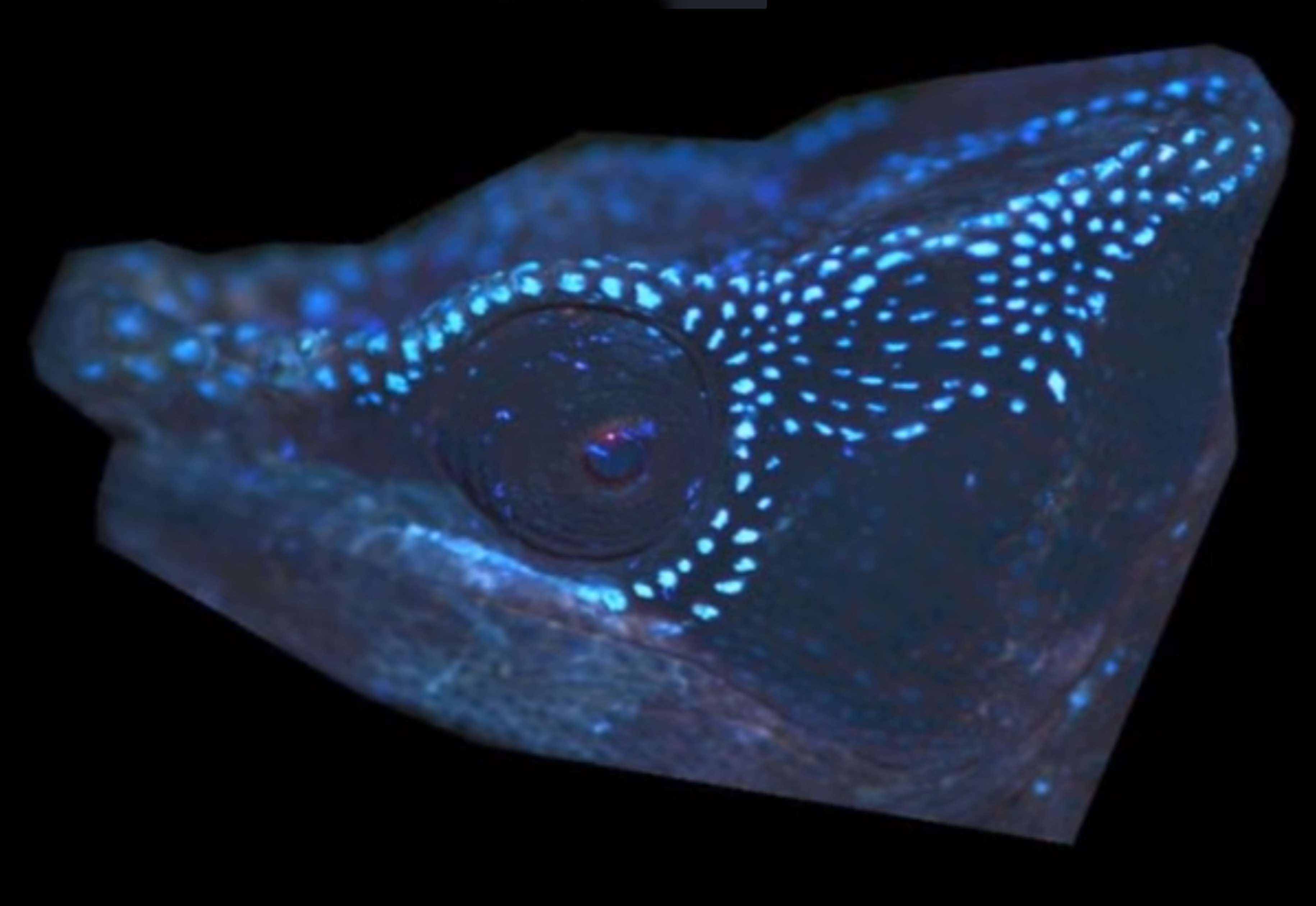 Fluorescent pattern of the chameleon Calumma globifer from Madagascar.