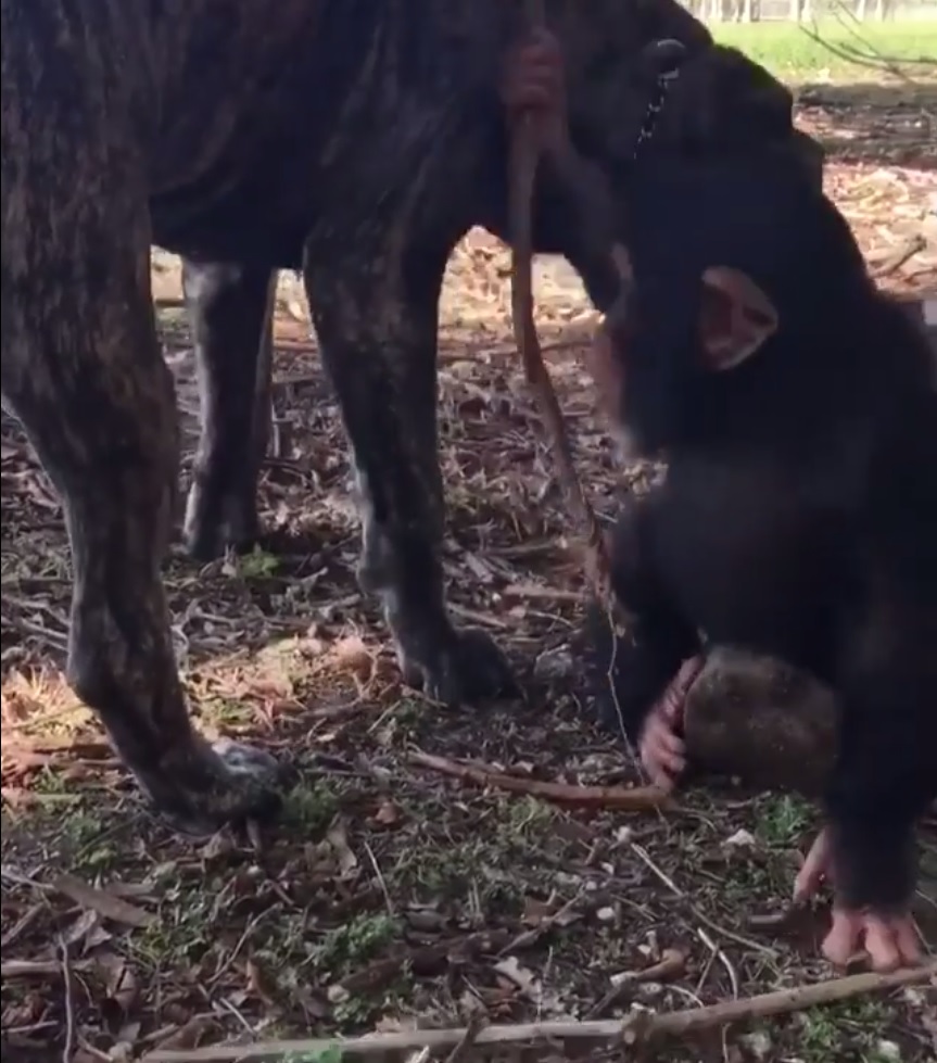 The chimp and dog play with a log