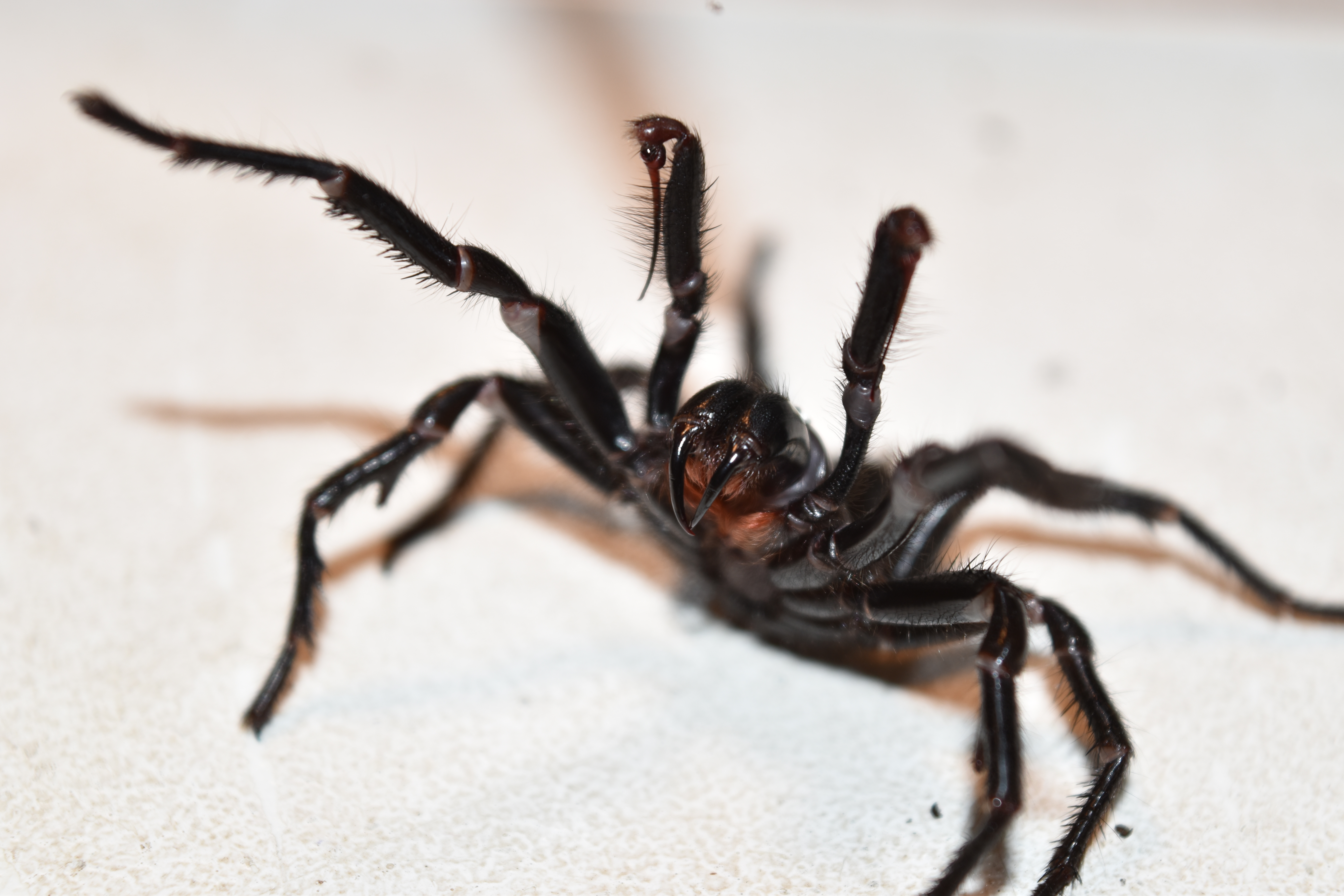 A Sydney funnel-web spider.