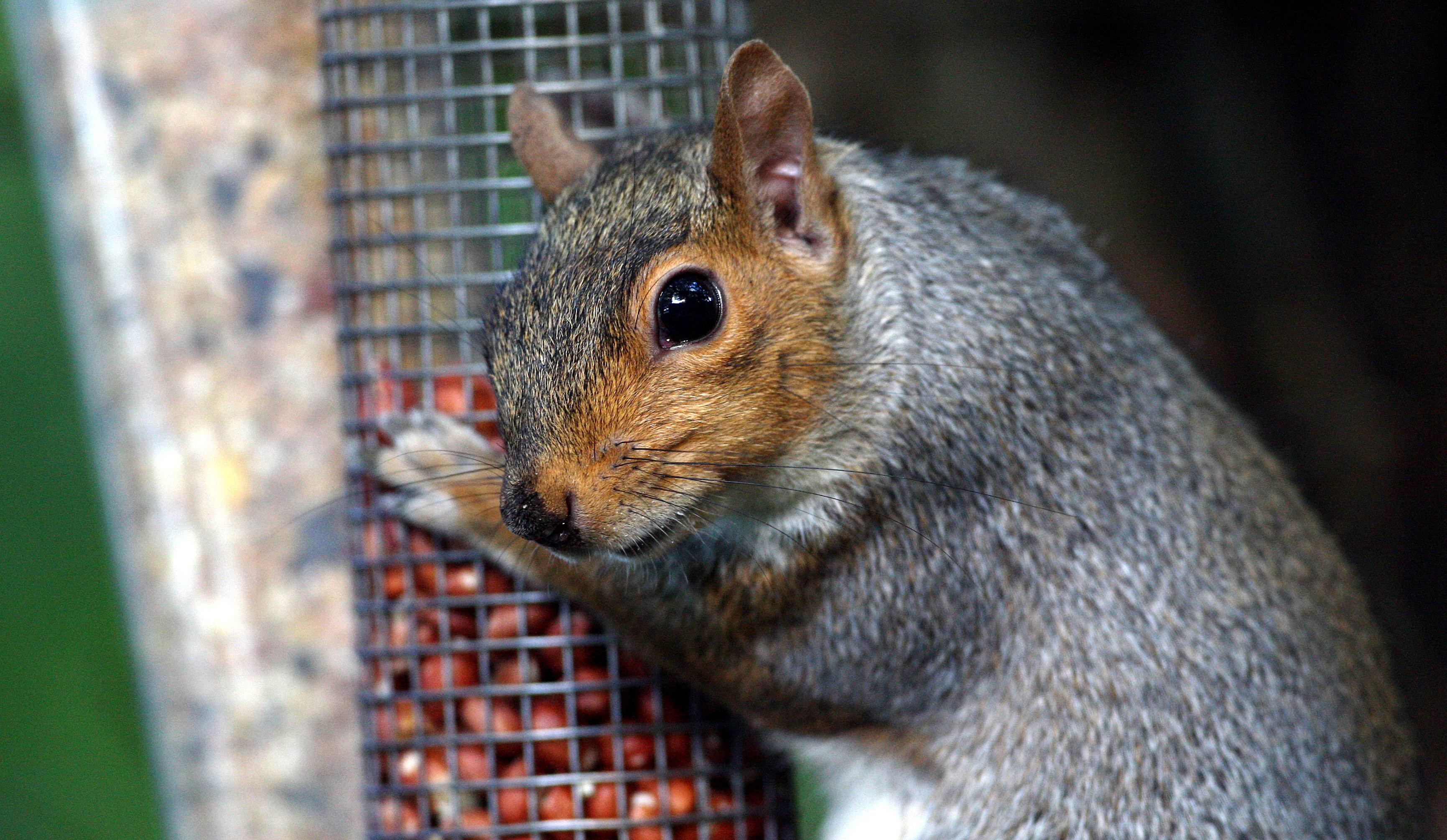 A grey squirrel on a bird feeder. (David Jones/PA)