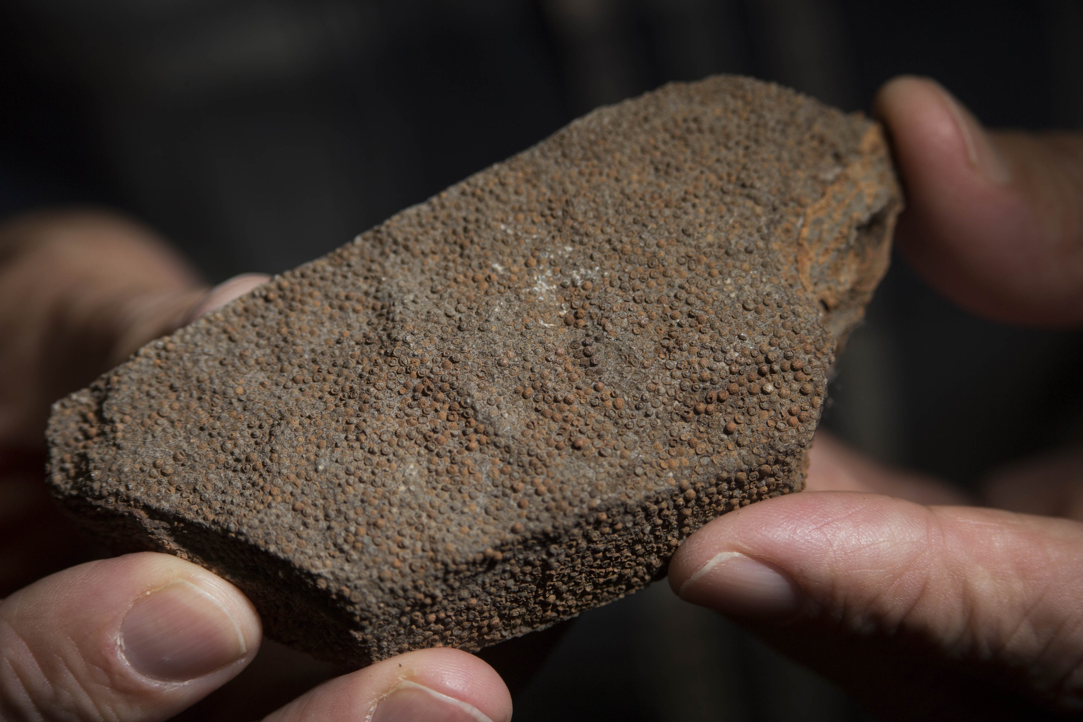 An oolite rock from Germany .