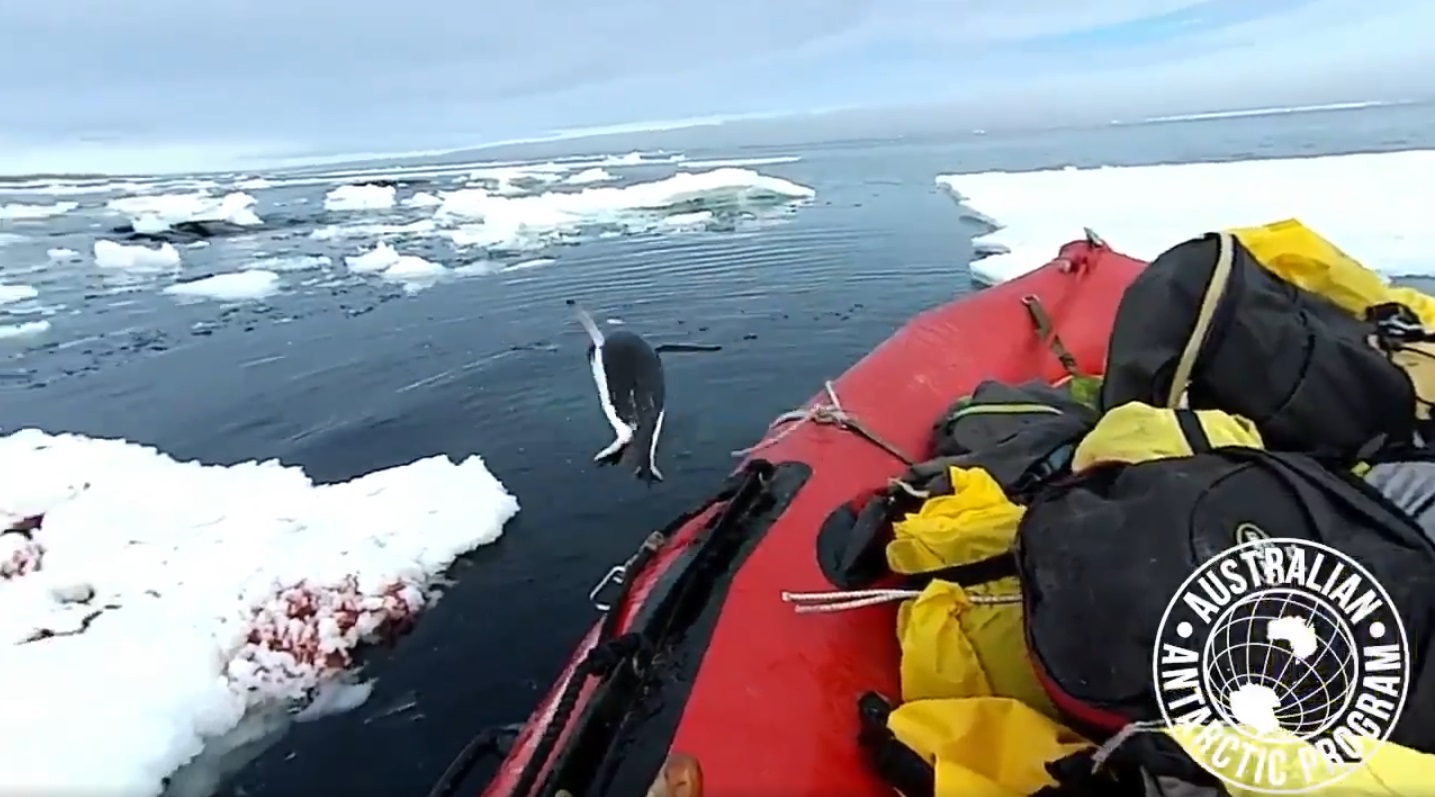 Back he goes (Matt McKay/Australian Antarctic Division)