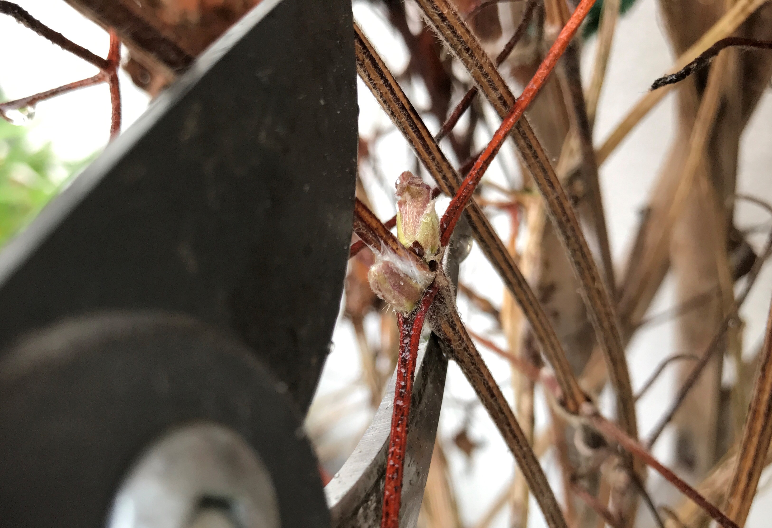 You can prune higher up the plant in the second year. (Hannah Stephenson/PA)