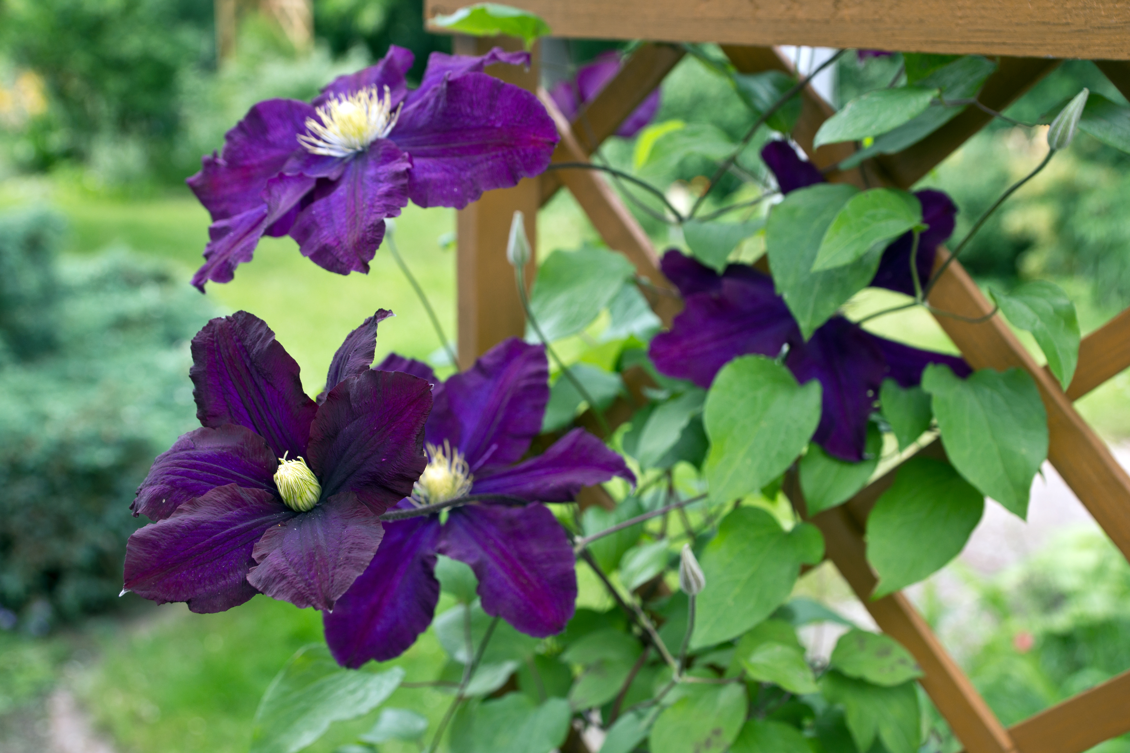 Tie new growth to trellis. (Thinkstock/PA)