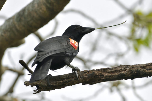 A New Caledonian crow displays its tool-using skills (James St Clair/PA Images) 