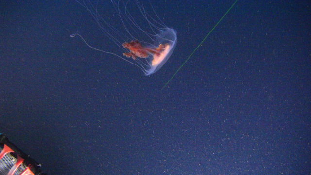 A Greenpeace submarine dive in the Antarctic has revealed rich marine life (Greenpeace/PA)