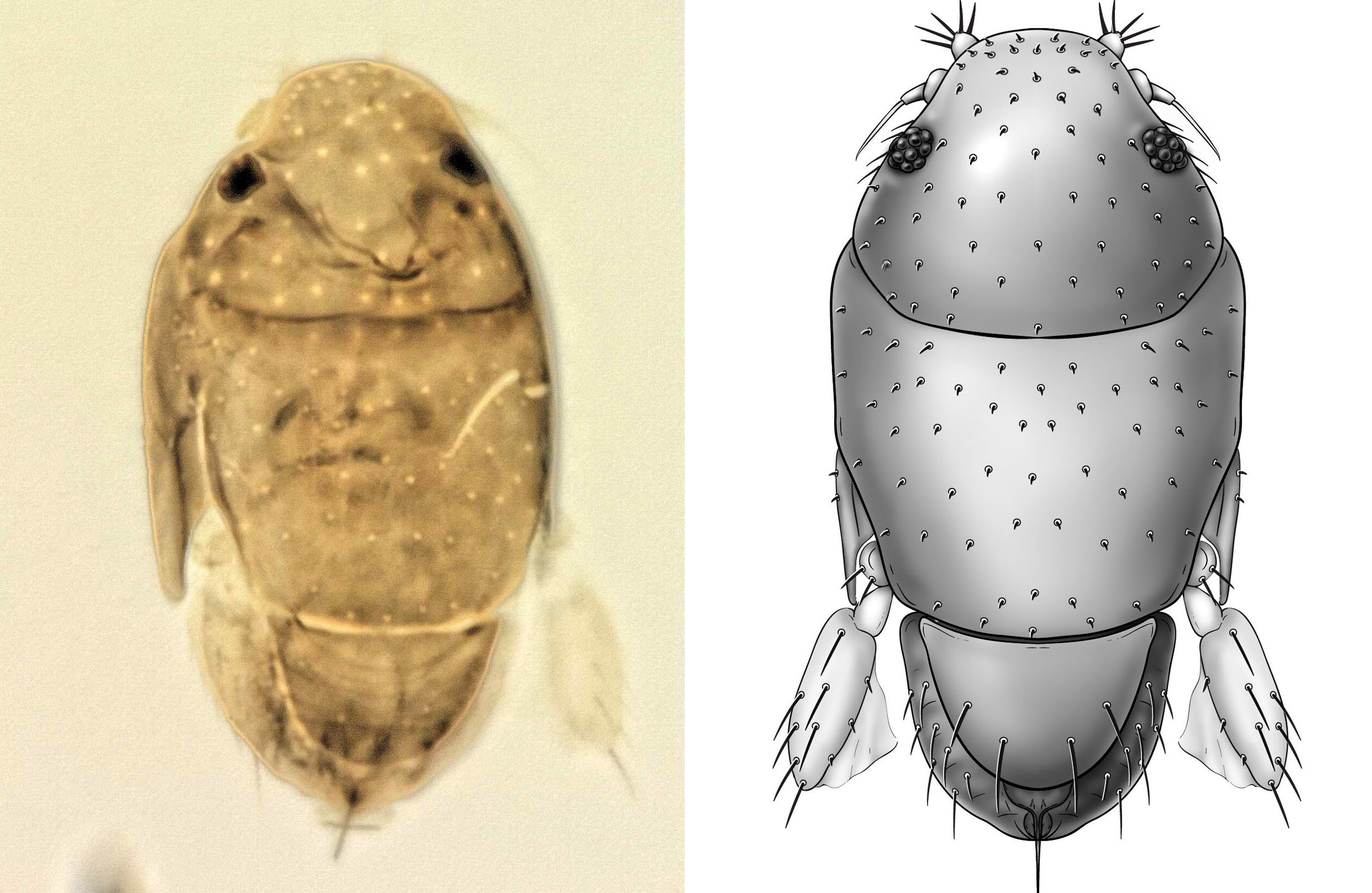 A photomicrograph of the new species alongside a drawing