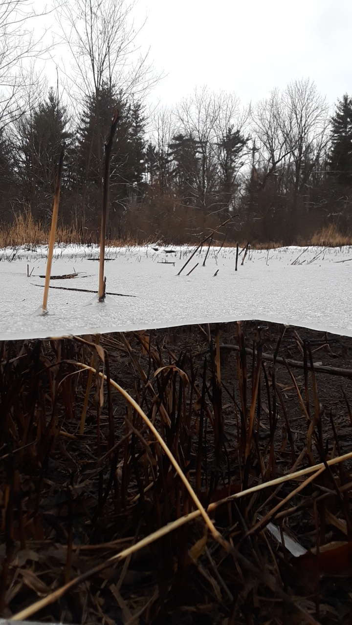 Photo showing a thin layer of ice separating a snowy scene above and untouched soil below