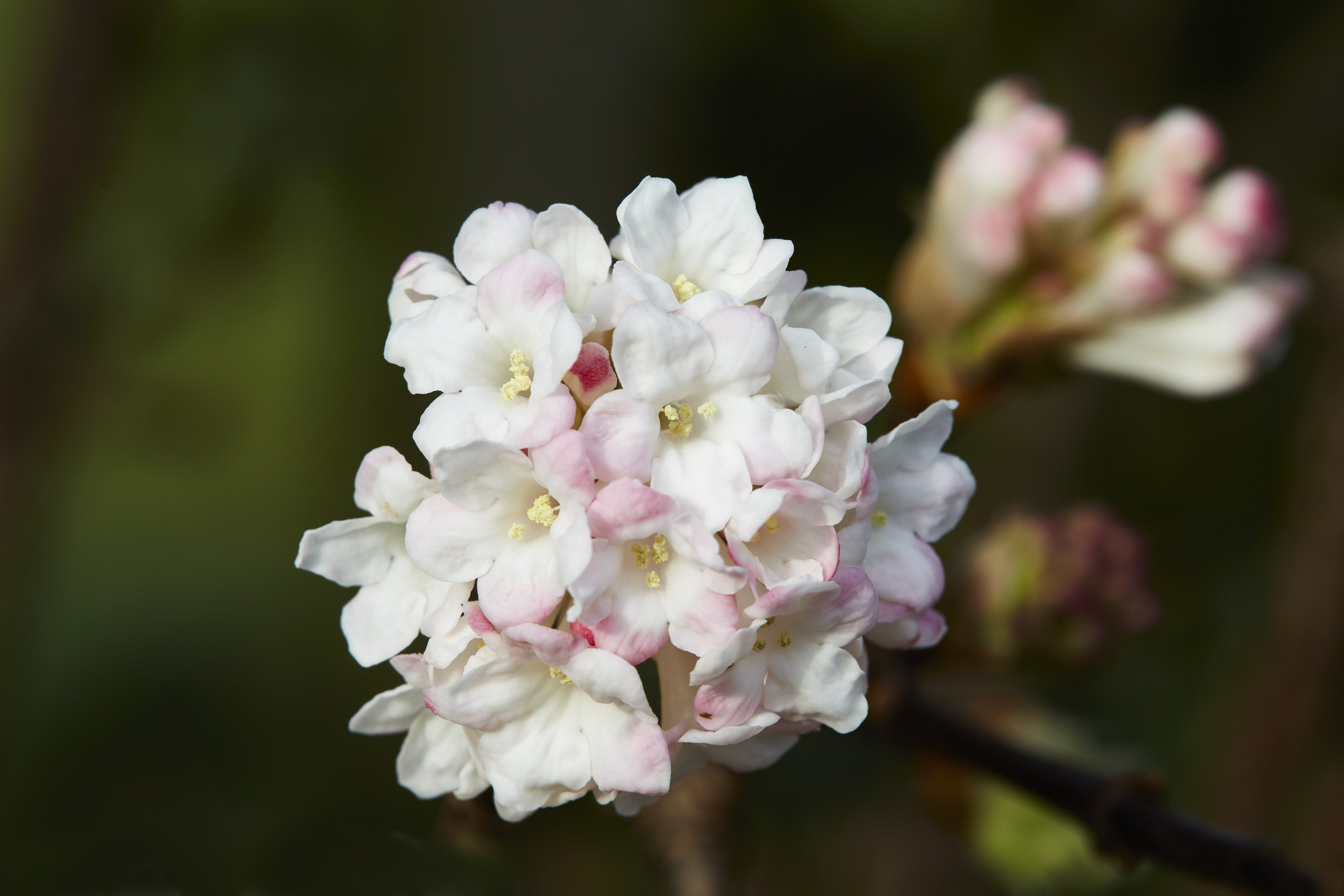 Check out these 5 shrubs for winter colour that aren't snowdrops | BT