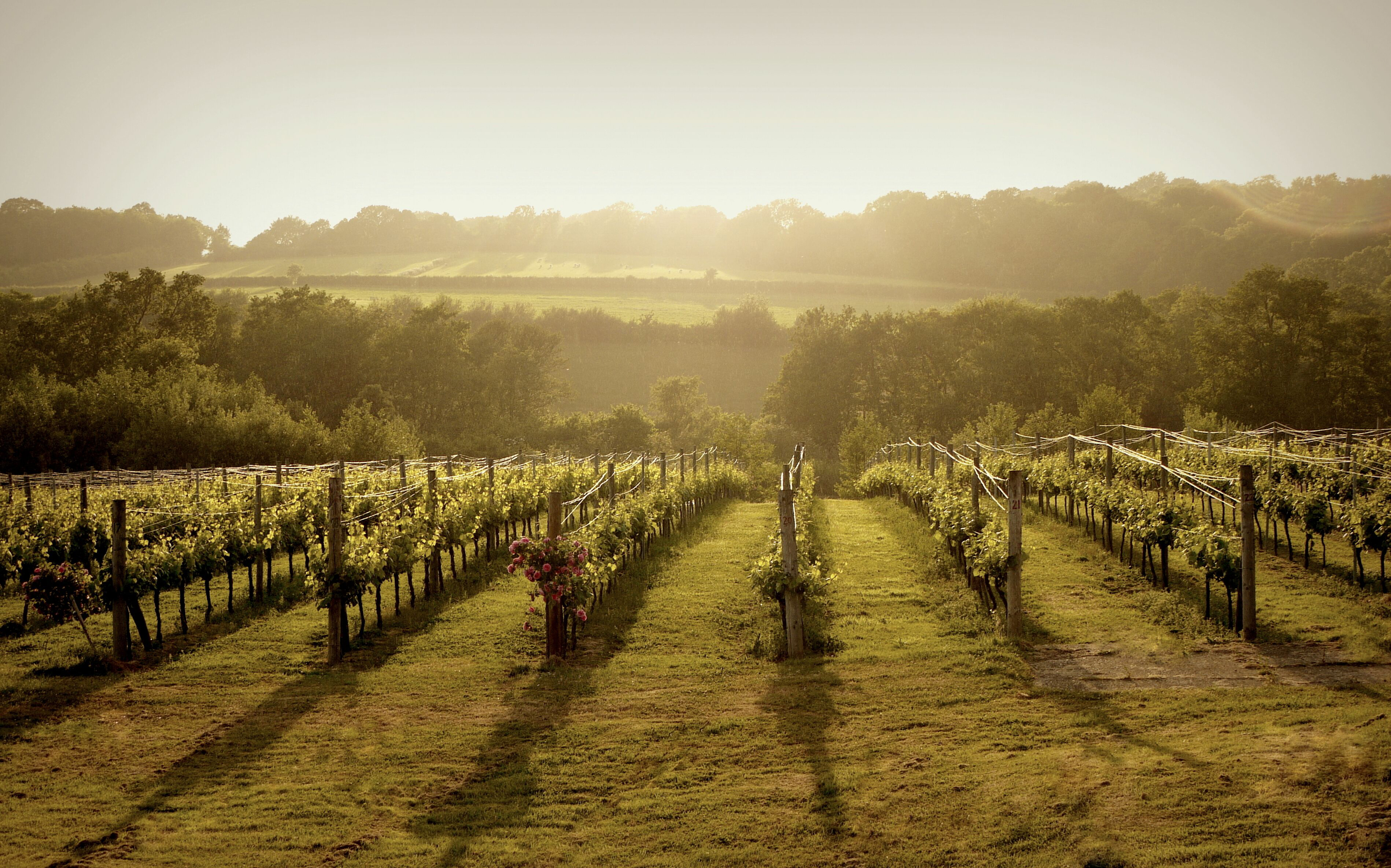 Vineyard tour (Buyagift/PA)