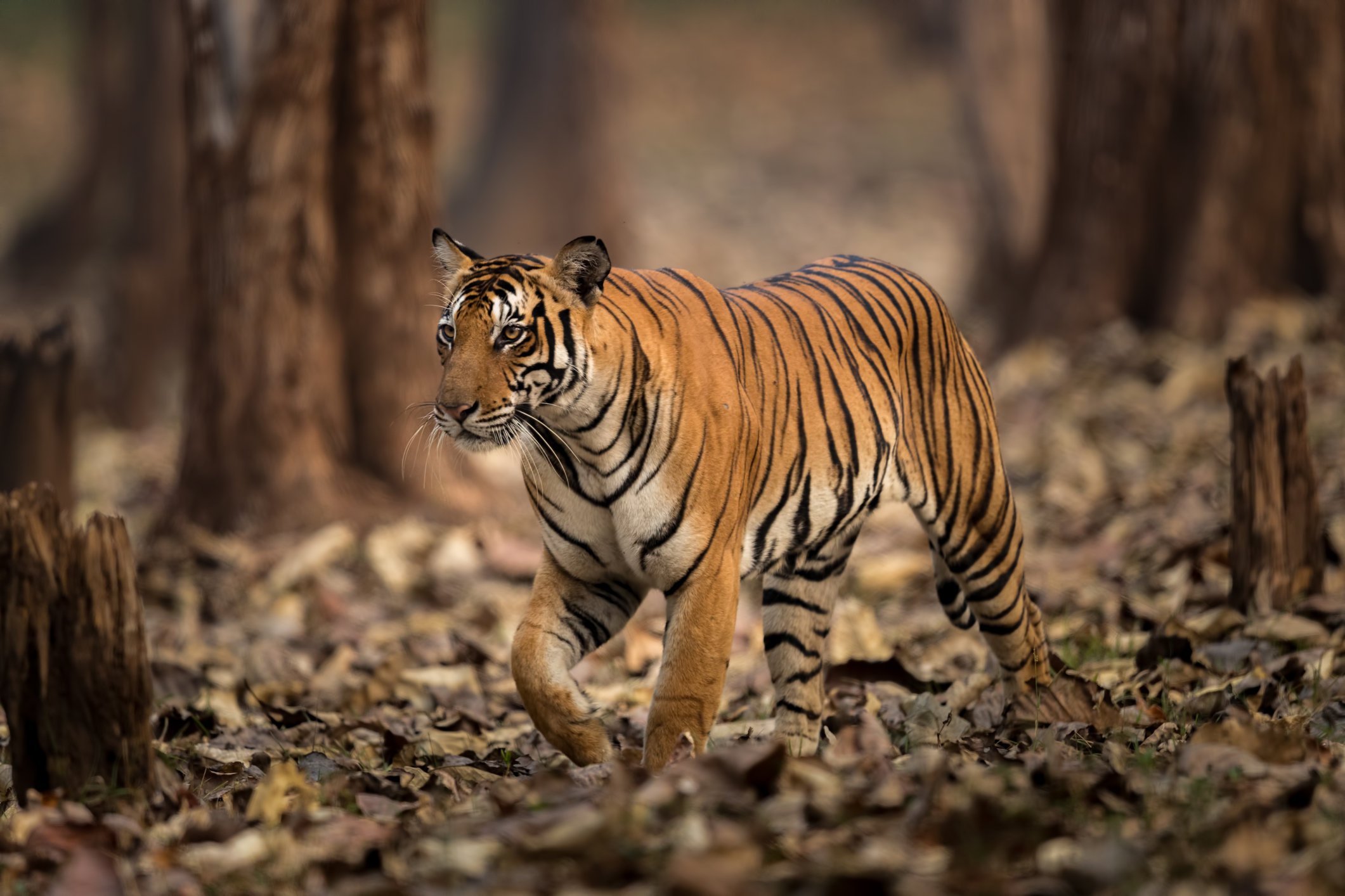 Ranthambore National Park (Onthegotours/PA