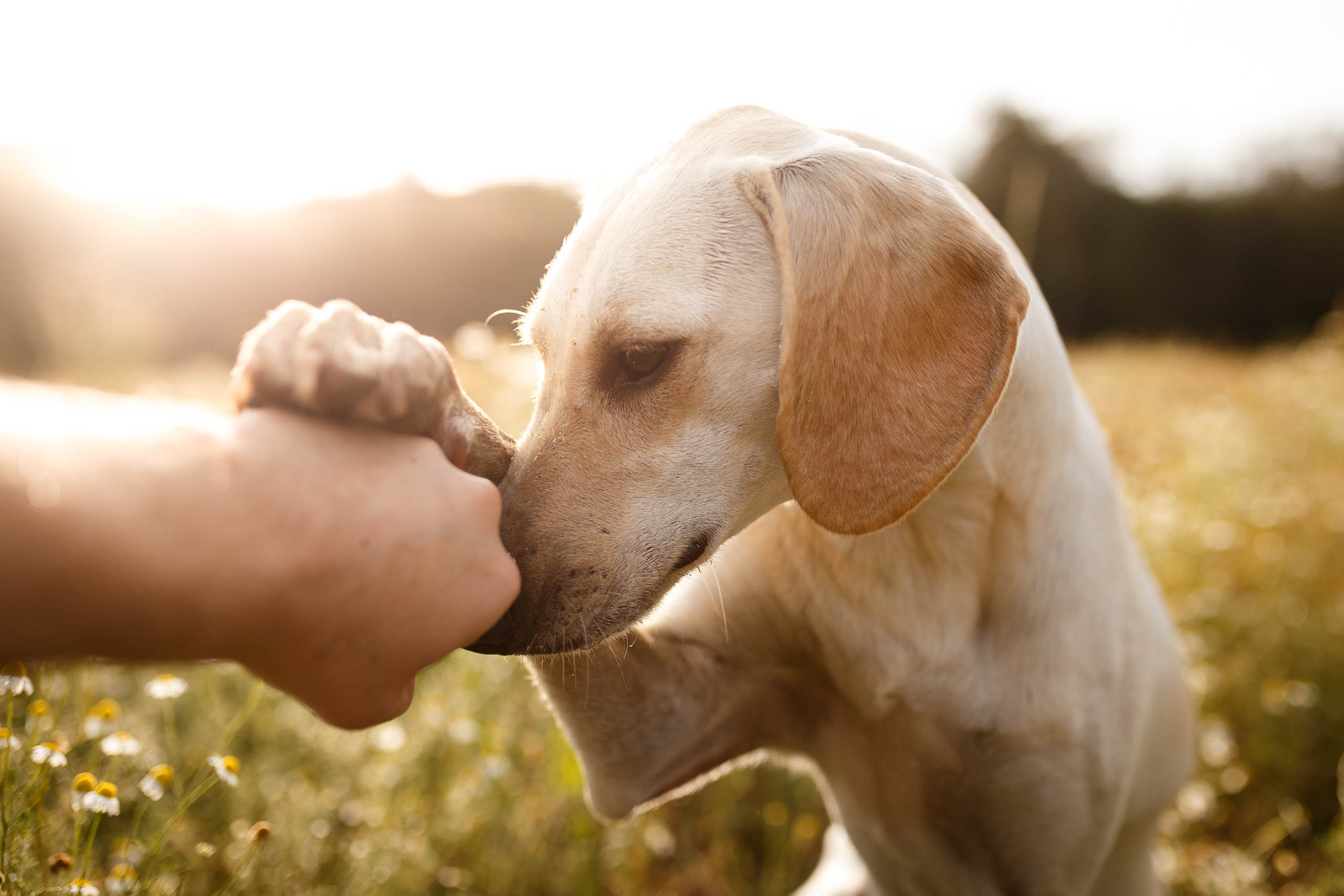 Dog loving. Собака друг человека. Дружелюбие собаки. Собака сопереживает. Разговор человека с собакой.