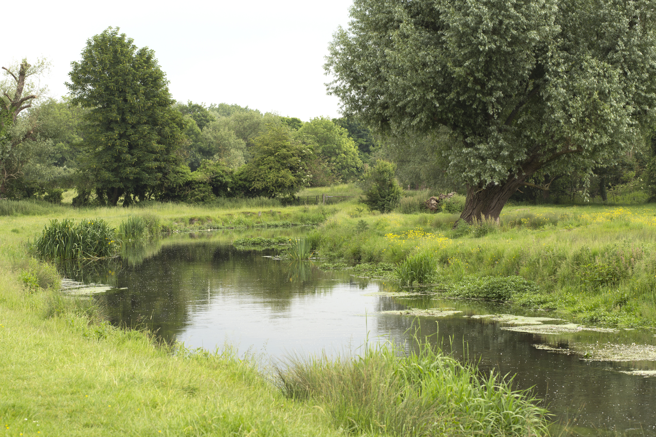 Hertfordshire countryside, river surrounded by trees (Hertfordshire countryside, river surrounded by trees. ( MattKay/Thinkstock/PA)