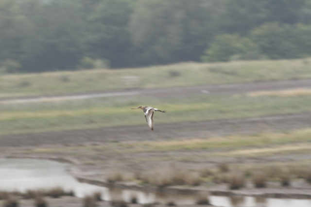 One of the hand-reared birds at WWT Steart Marshes, Somerset (Joe Cockram/WWT/PA)