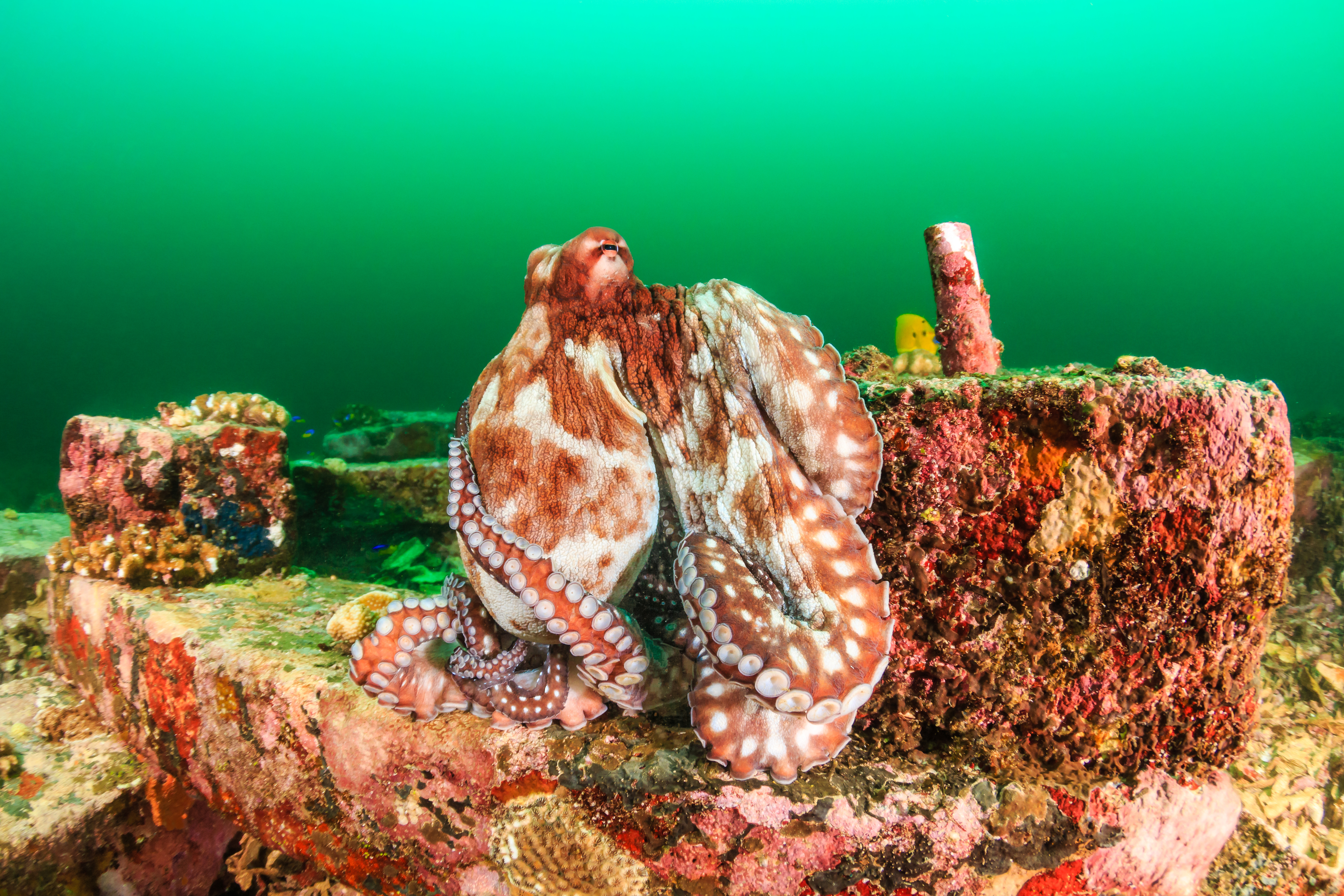 An adult Caribbean Reef Octopus (WhitcombeRD/Getty Images)