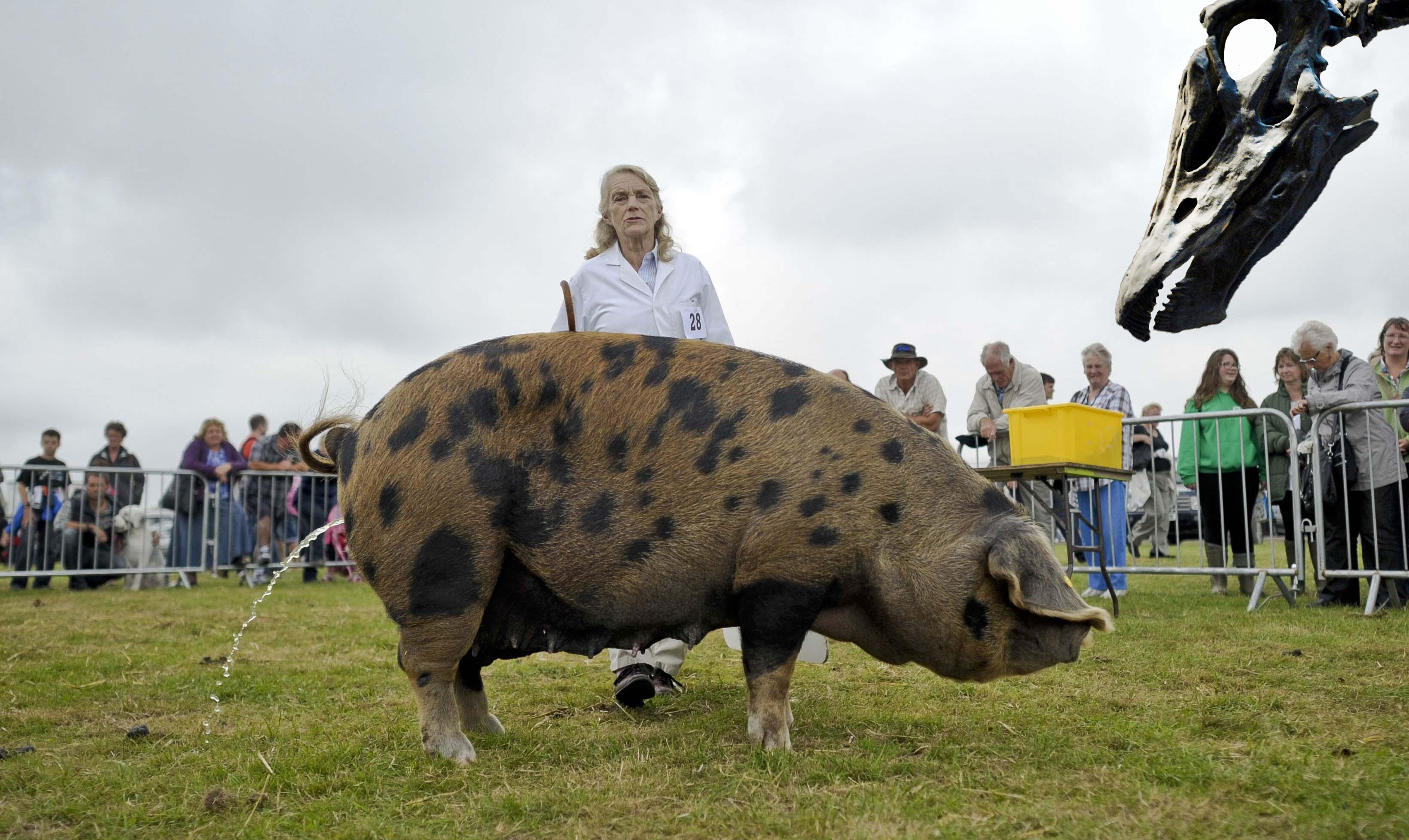 An Oxford Sandy and Black pig urinates as spectaters watch at the Dorset County Show, Dorchester.