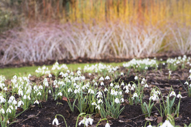 Snowdrops Rhs Snowdrops arrive early in first sign of spring | The Herald