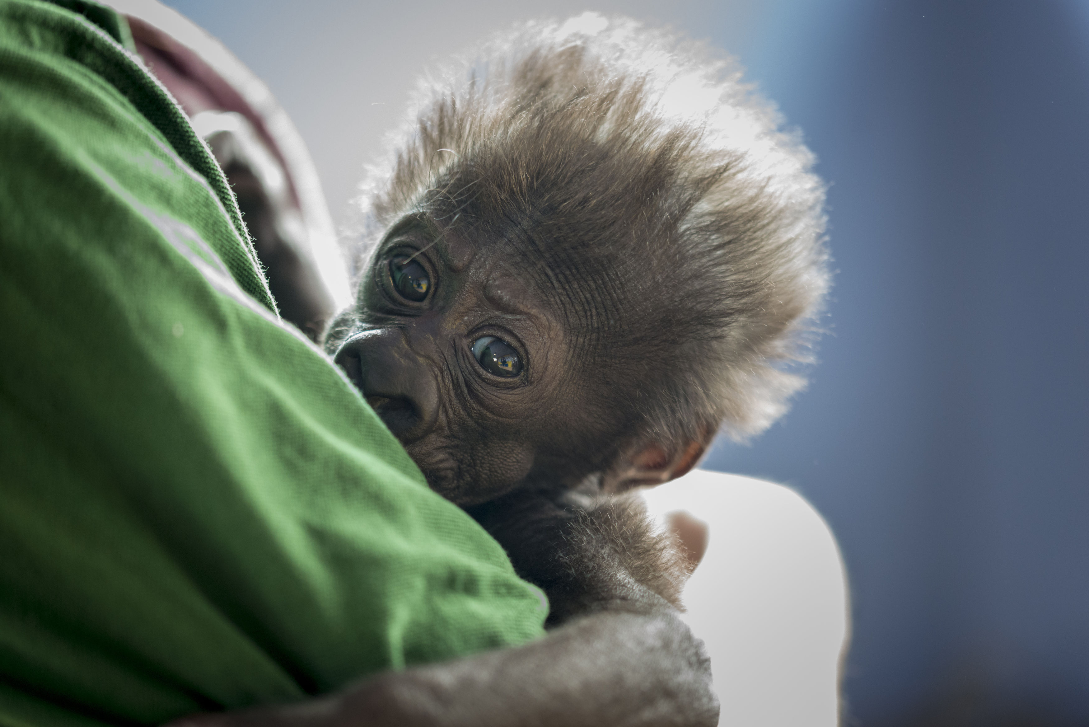 Afia when she was four weeks old (Bristol Zoo Gardens/PA)