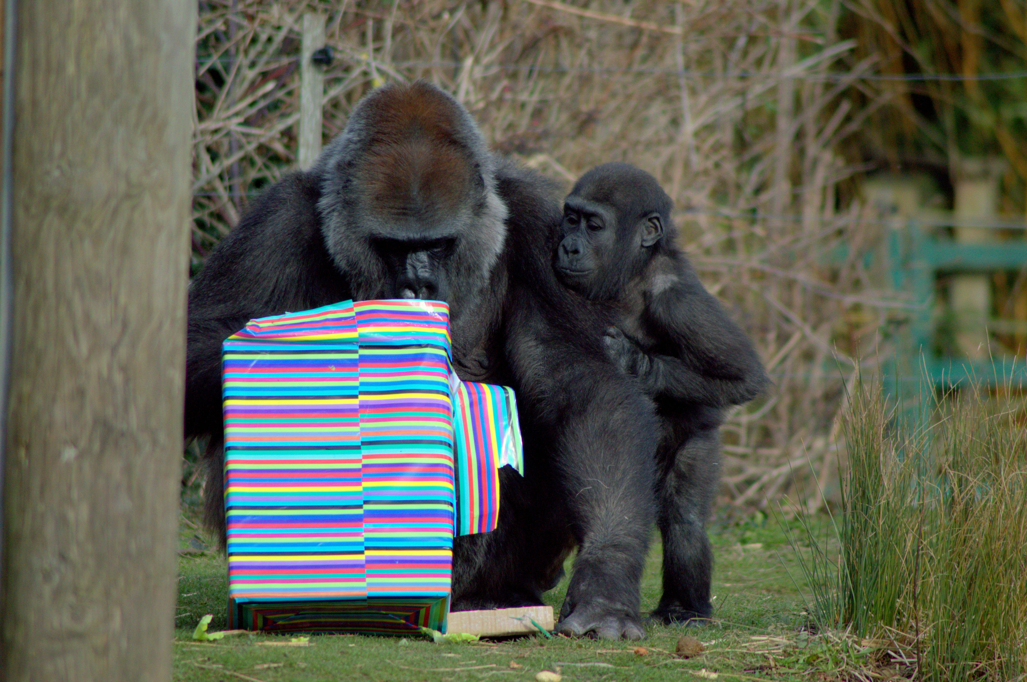 Afia enjoying her birthday celebrations with surrogate mother Romania (Jenny Scully/Bristol Zoo Gardens/PA)