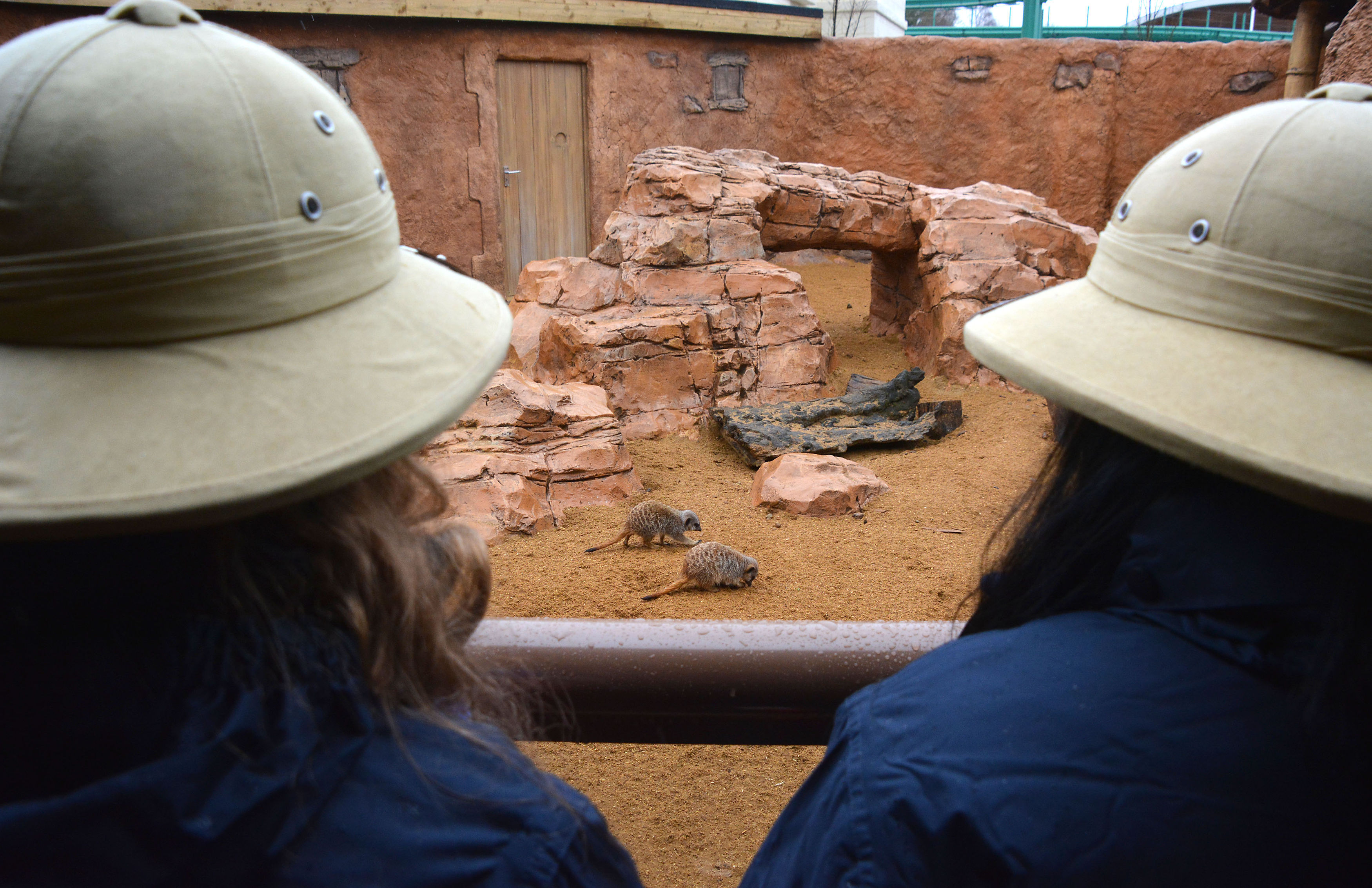 Visitors enjoying the meerkat enclosure (Ben Mitchell/PA)