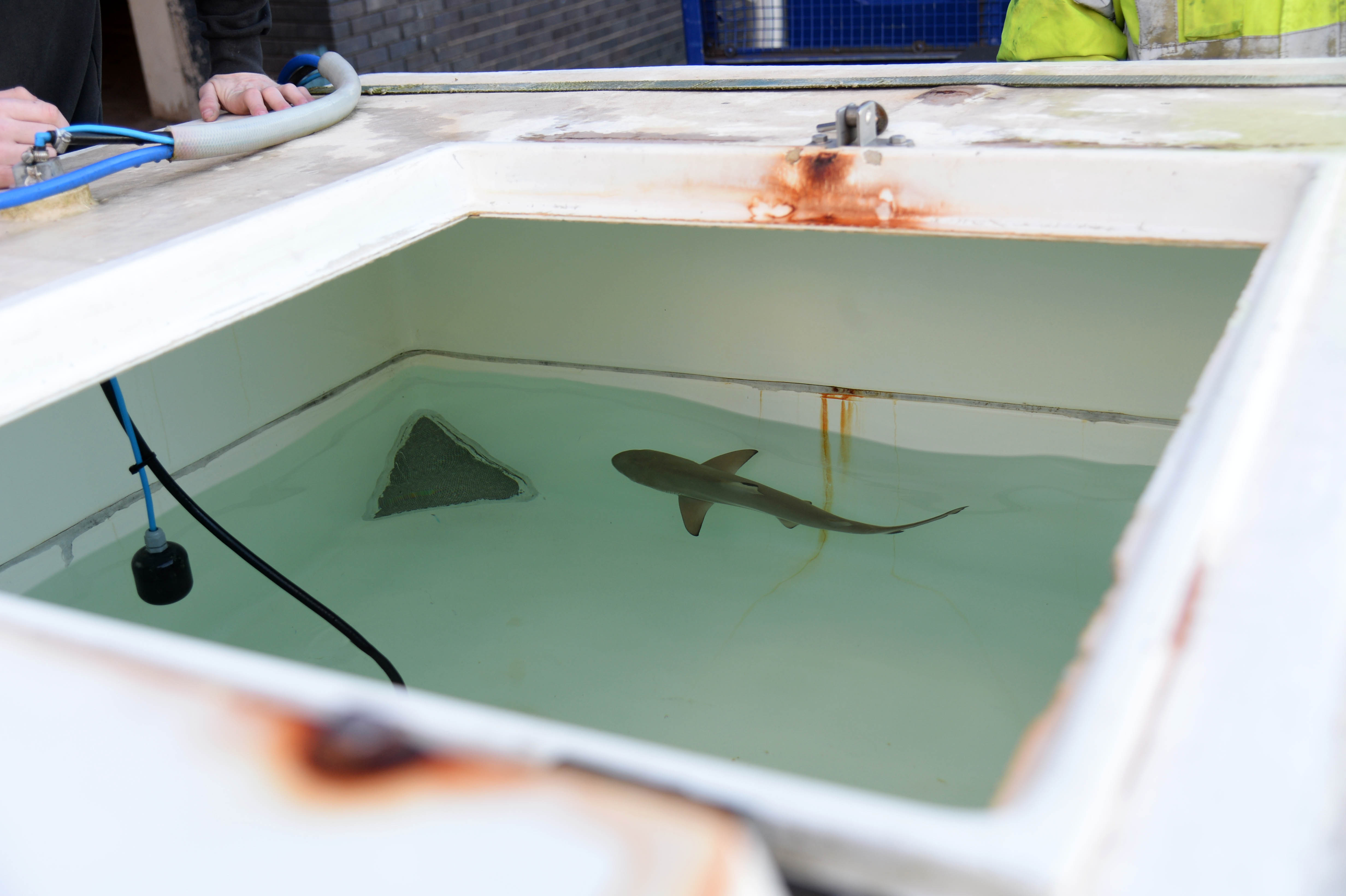 Blacktip reef shark.