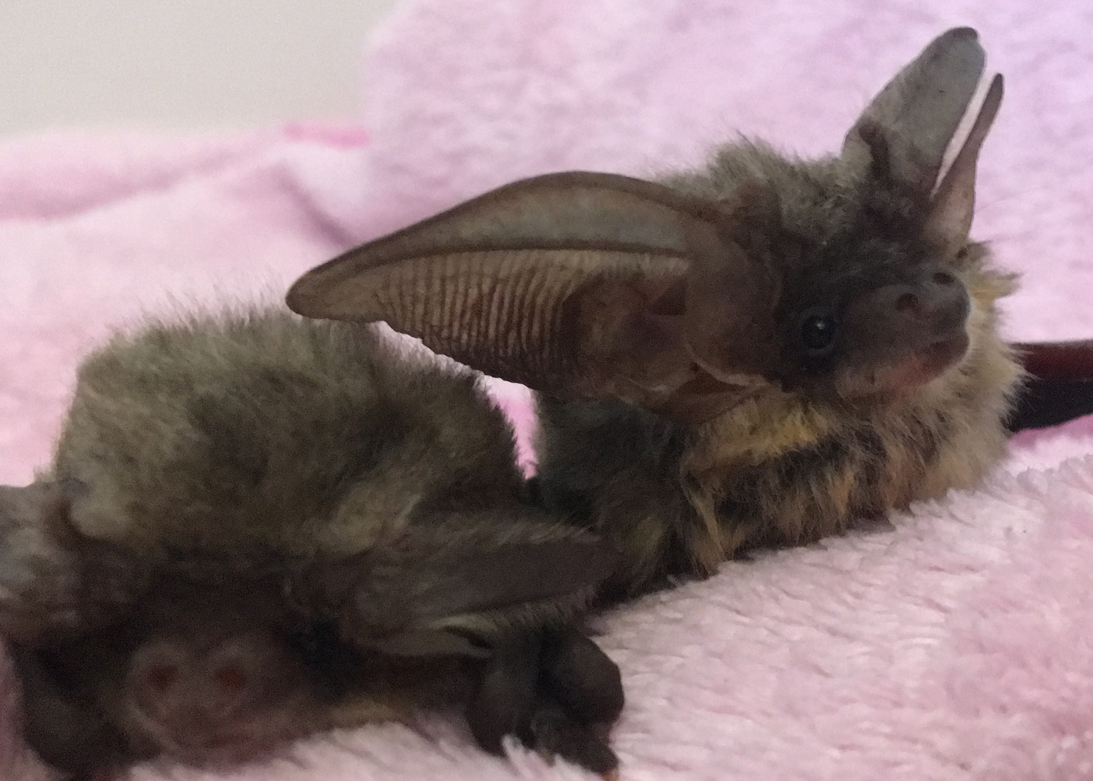 Grey long-eared bat.