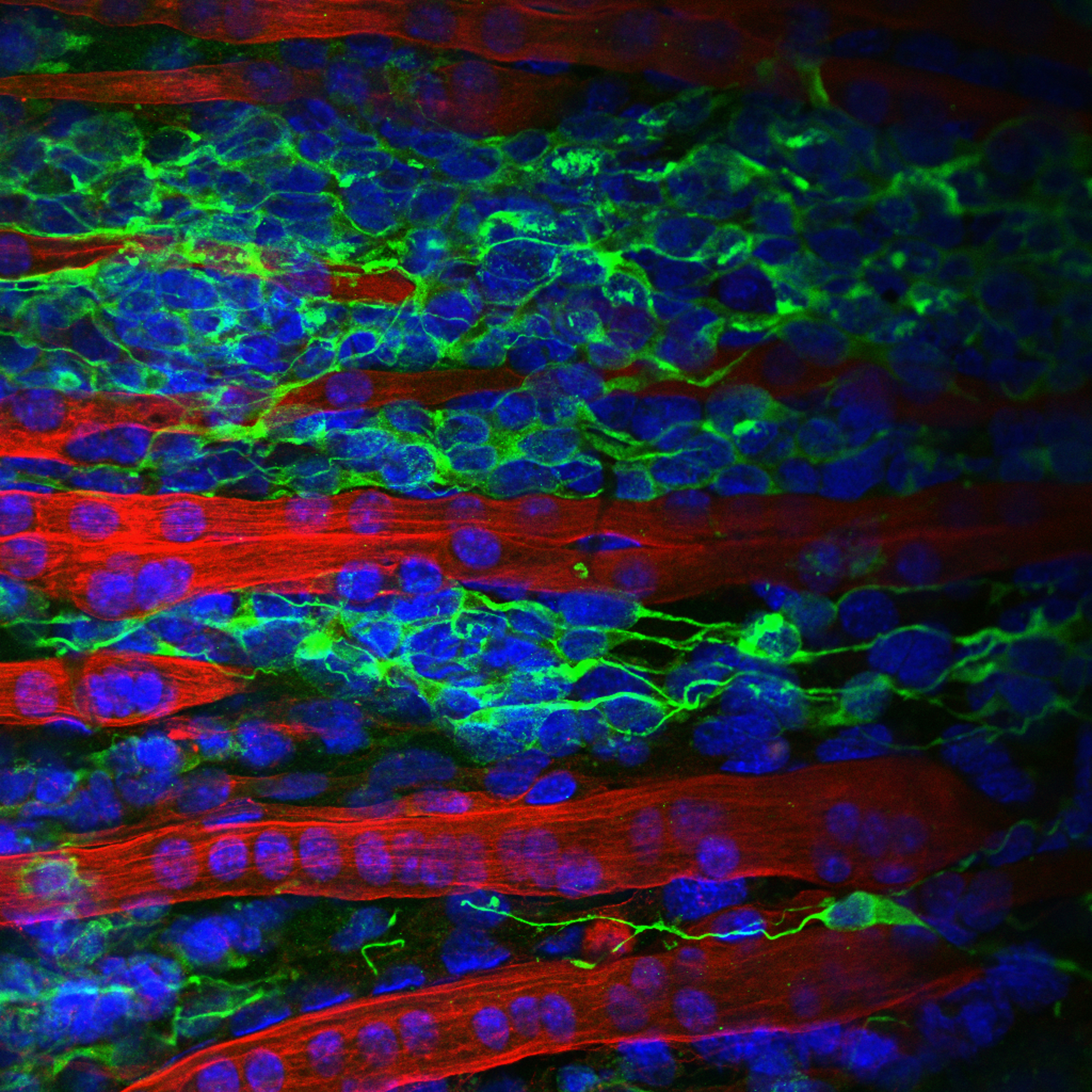 In-vitro 3D tissue.