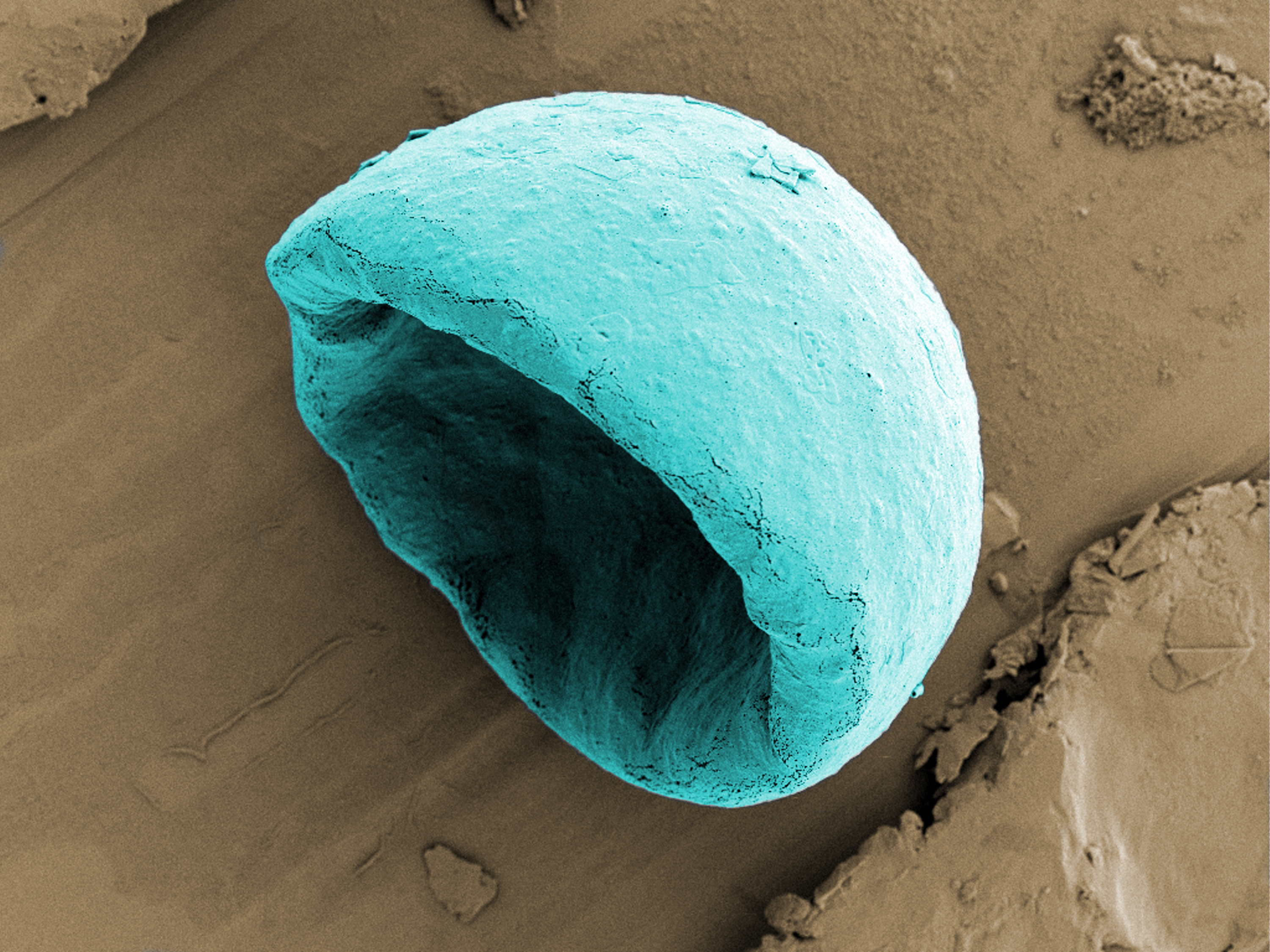 A biodegradable microbowl.