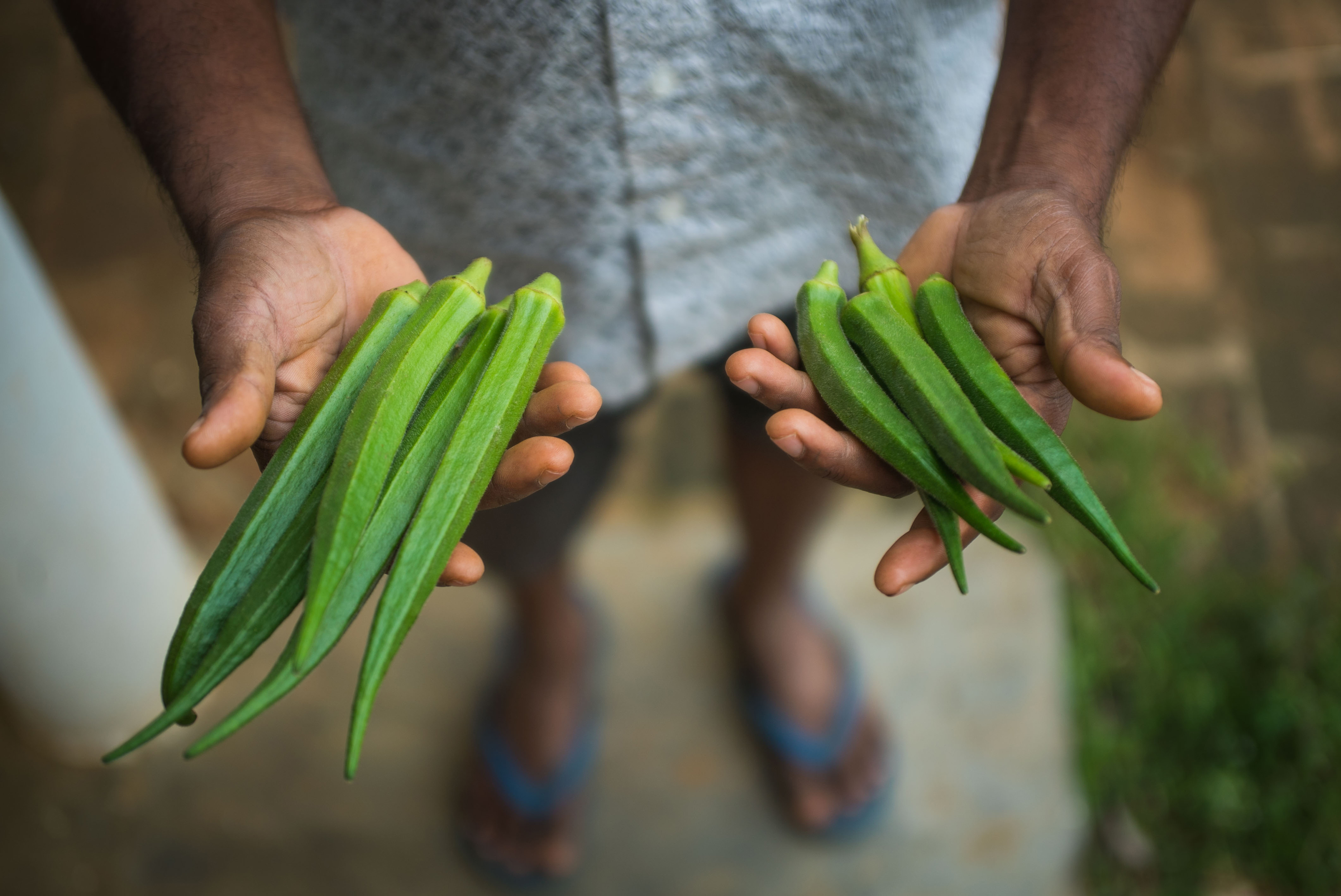 Two sets of Lady's Finger crops grown in India.