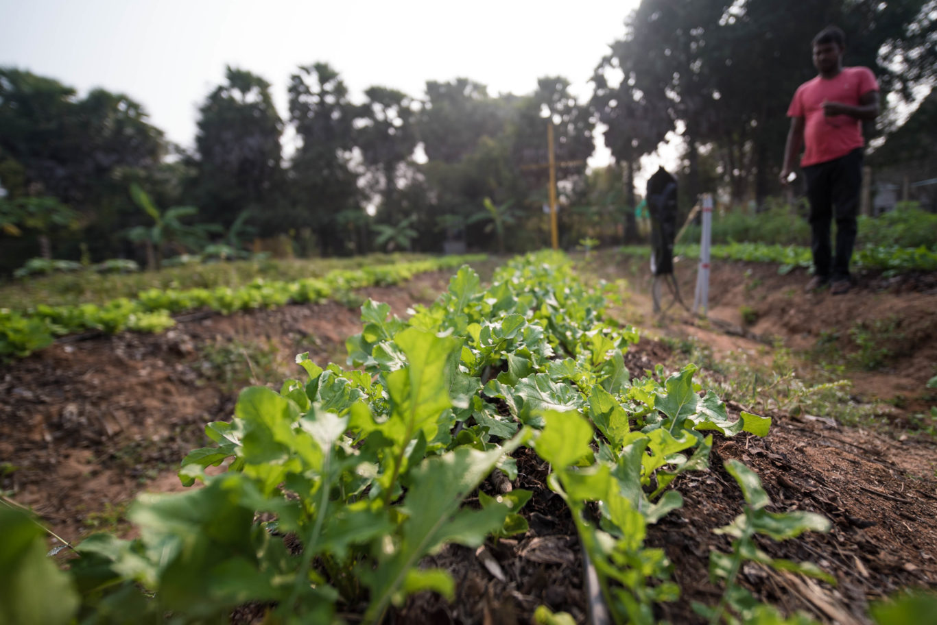 Smart irrigation scheme cuts water use and boosts crop yields
