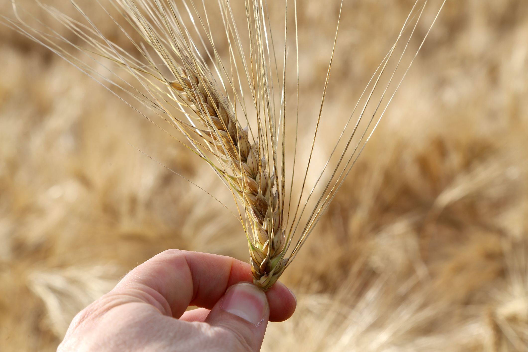 farmer holds mature yellow ear of wheat