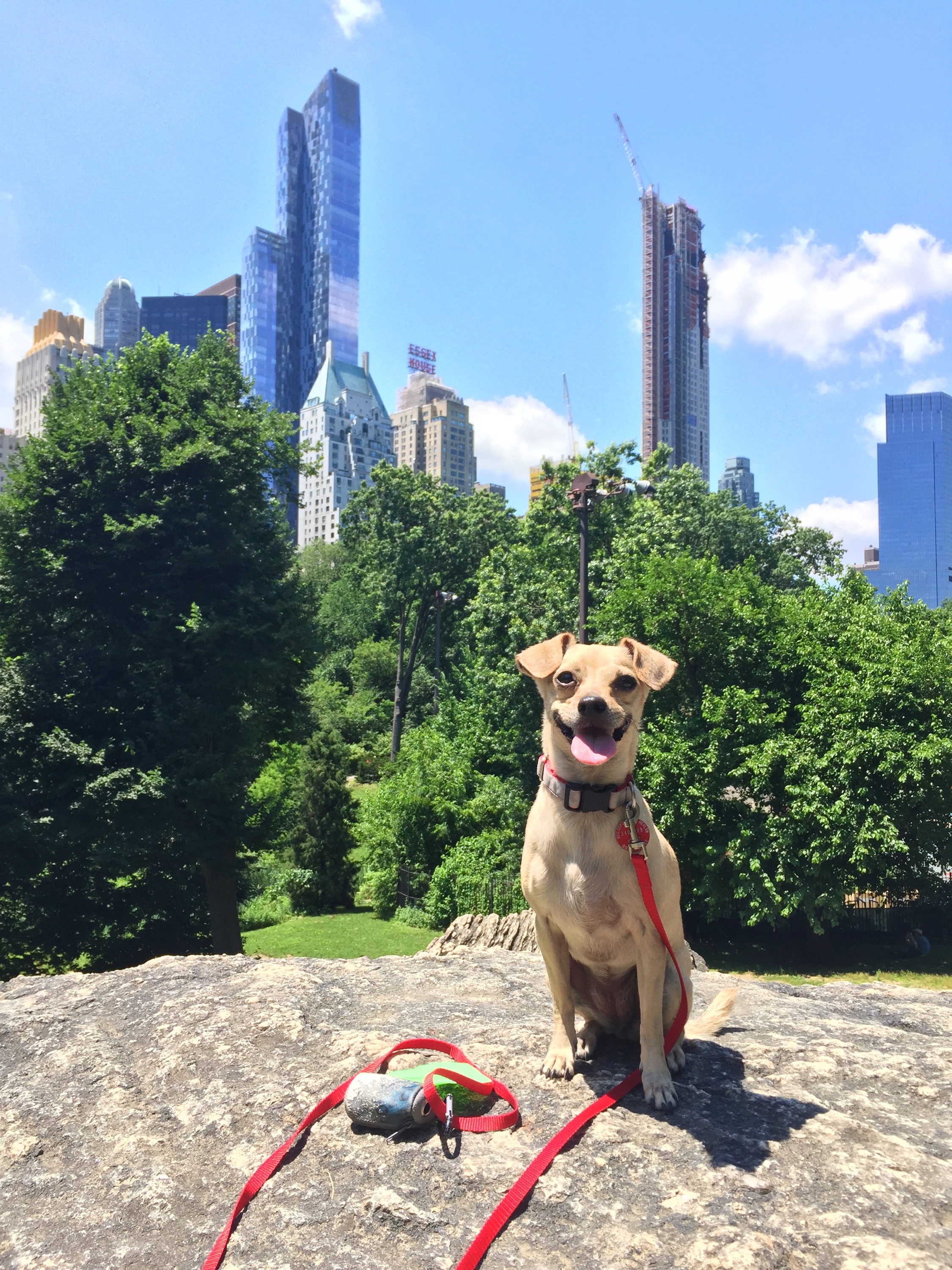 Harley in front of the city skyline