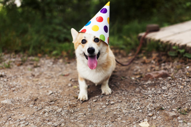 Corgi in hat