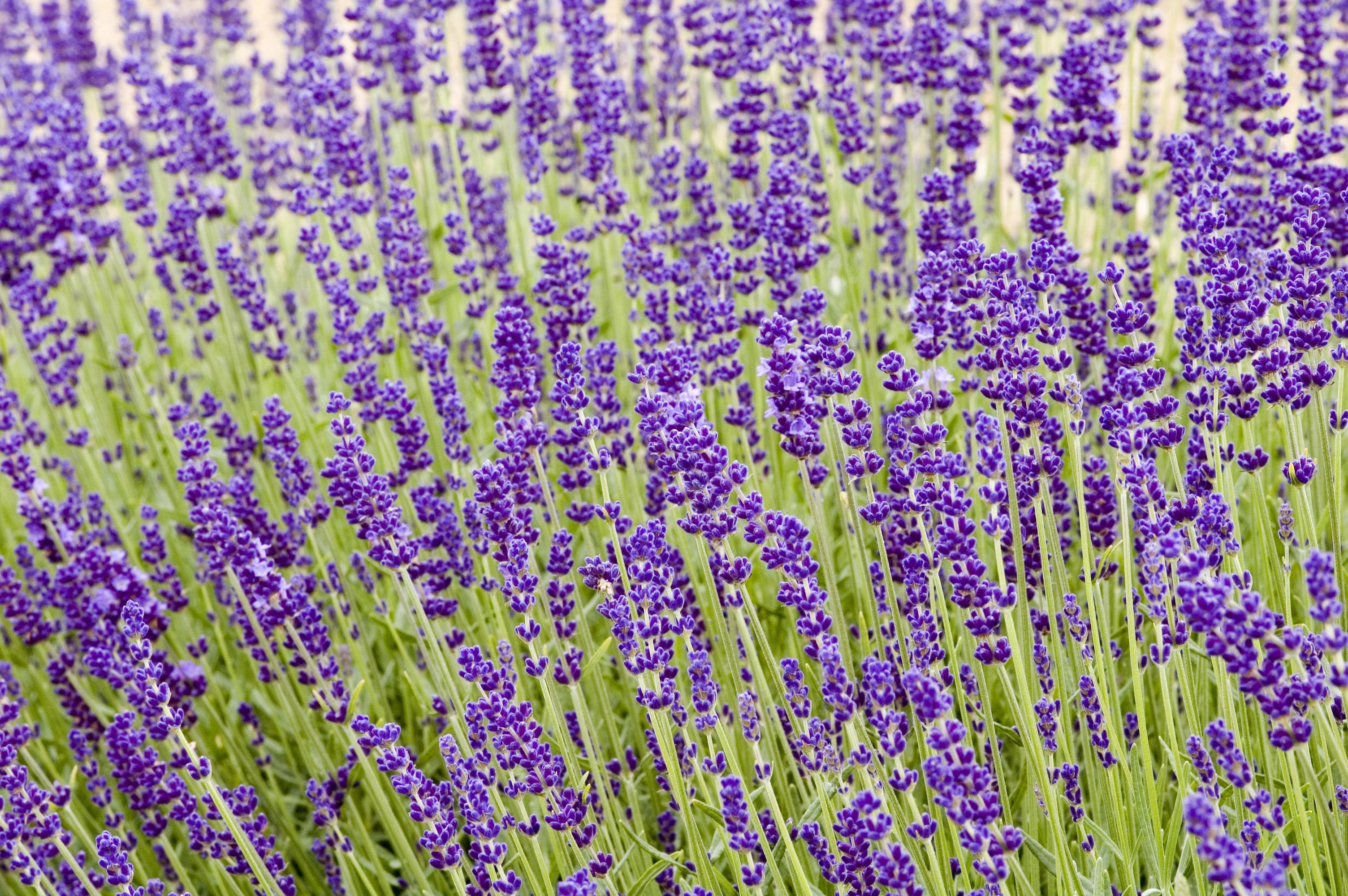 Lavandula angustifolia 'Hidcote' (Thinkstock/PA)