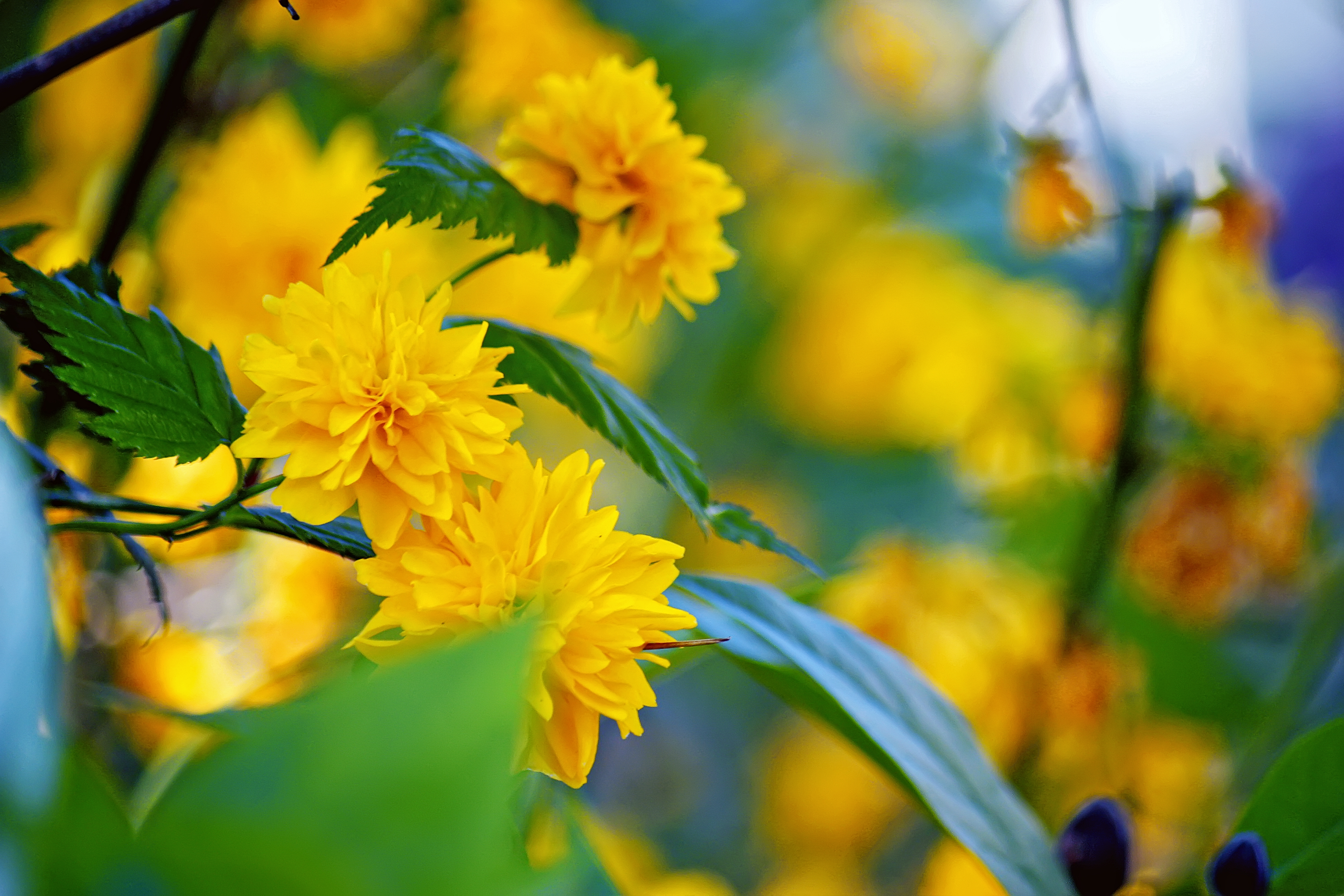 Kerria japonica (Thinkstock/PA)