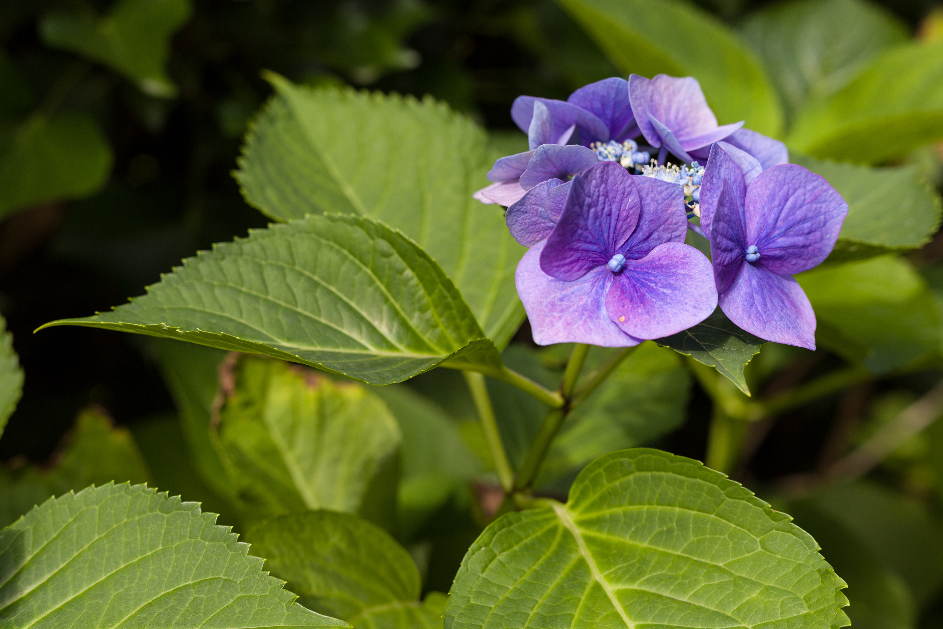 Hydrangea serrata has serrated leaves (Thinkstock/PA)