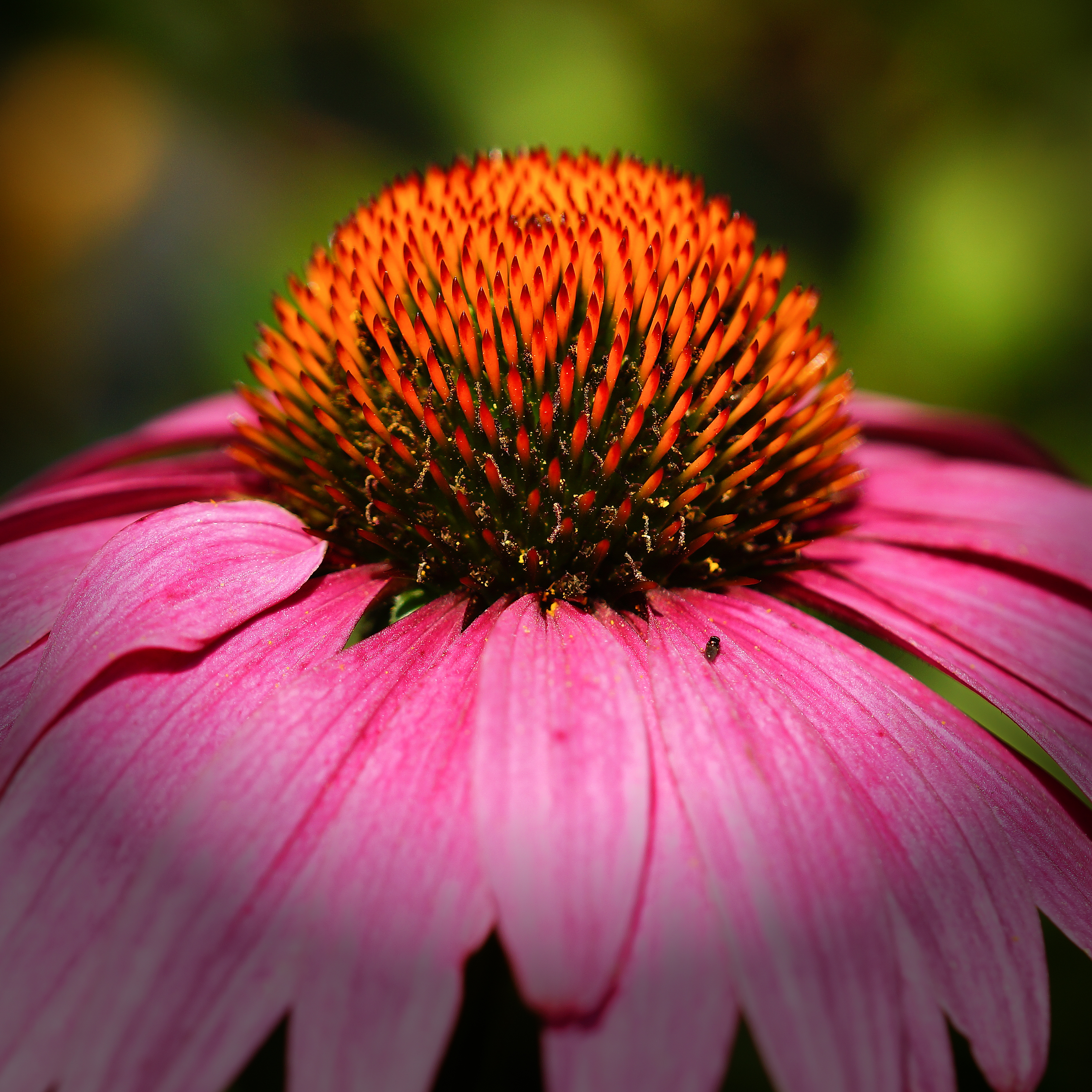 Echinacea purpurea, also known as the coneflower (Thinkstock/PA)