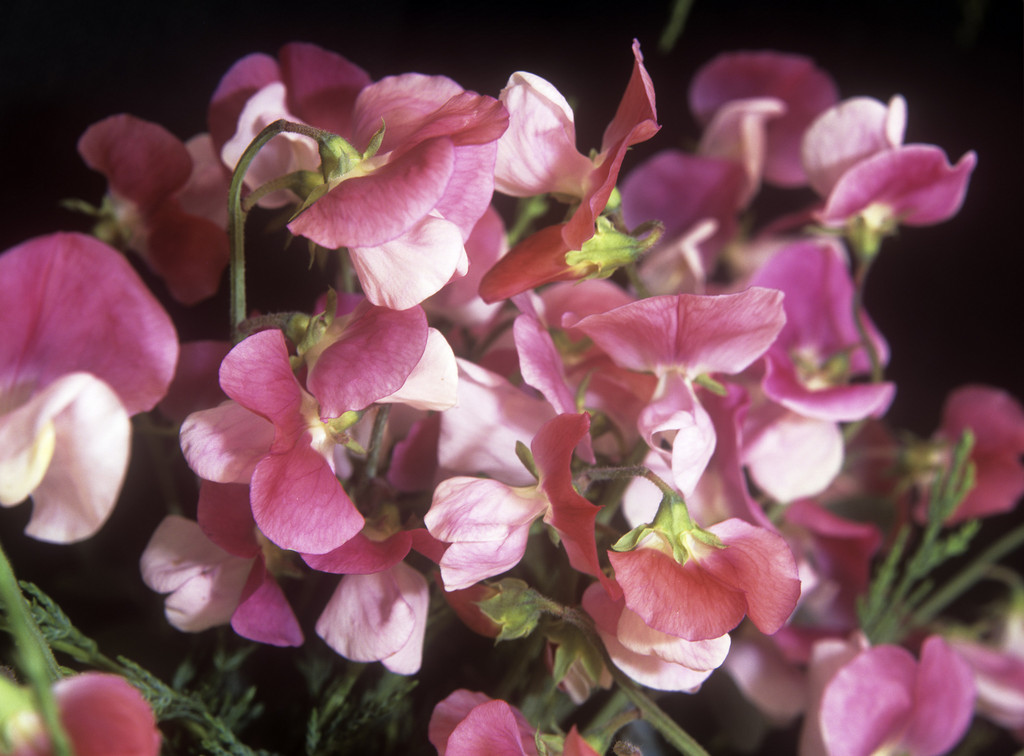 Lathyrus odorus, the sweet pea (Tim Sandall/RHS/PA)