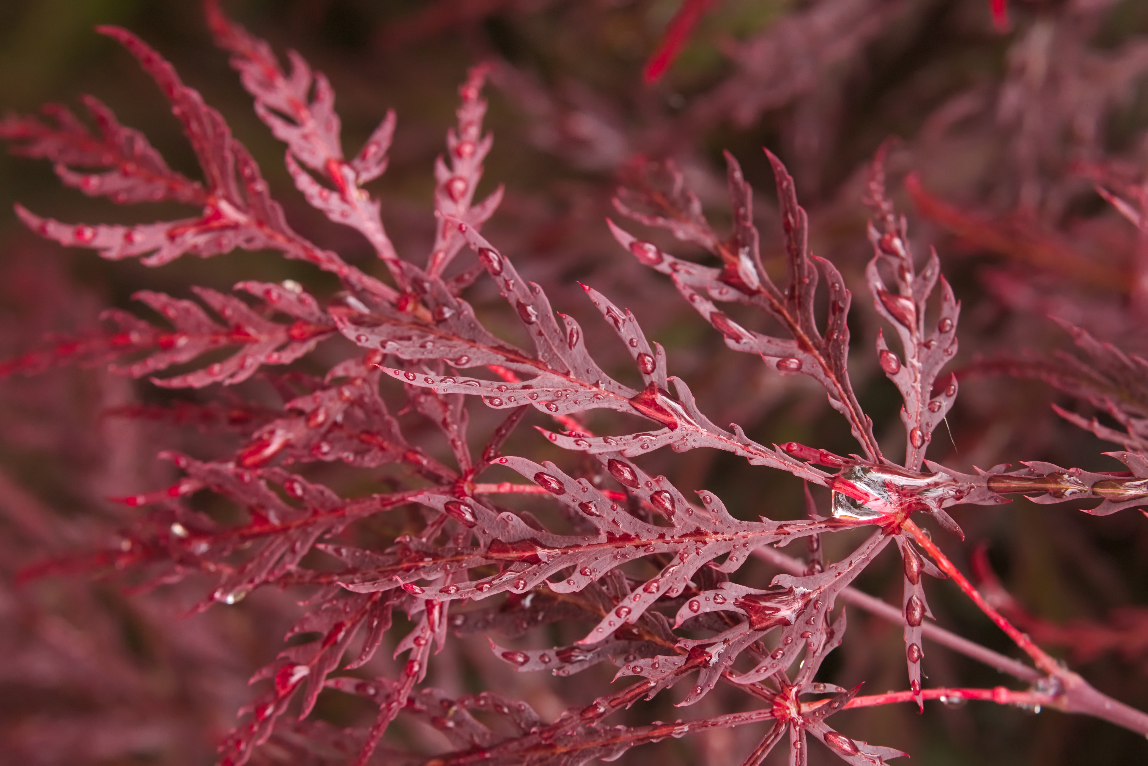 Japanese Maple, Acer palmatum 'Dissectum' (Thinkstock/PA)