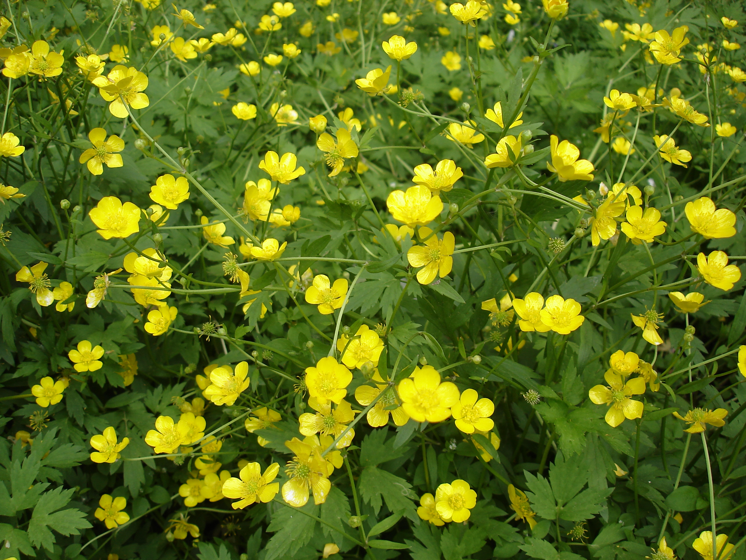 Цветок похожий на Лютик желтый. Желтый Лютик 8 букв. Creeping Buttercup. Фото Чара стоящая с лютиками.