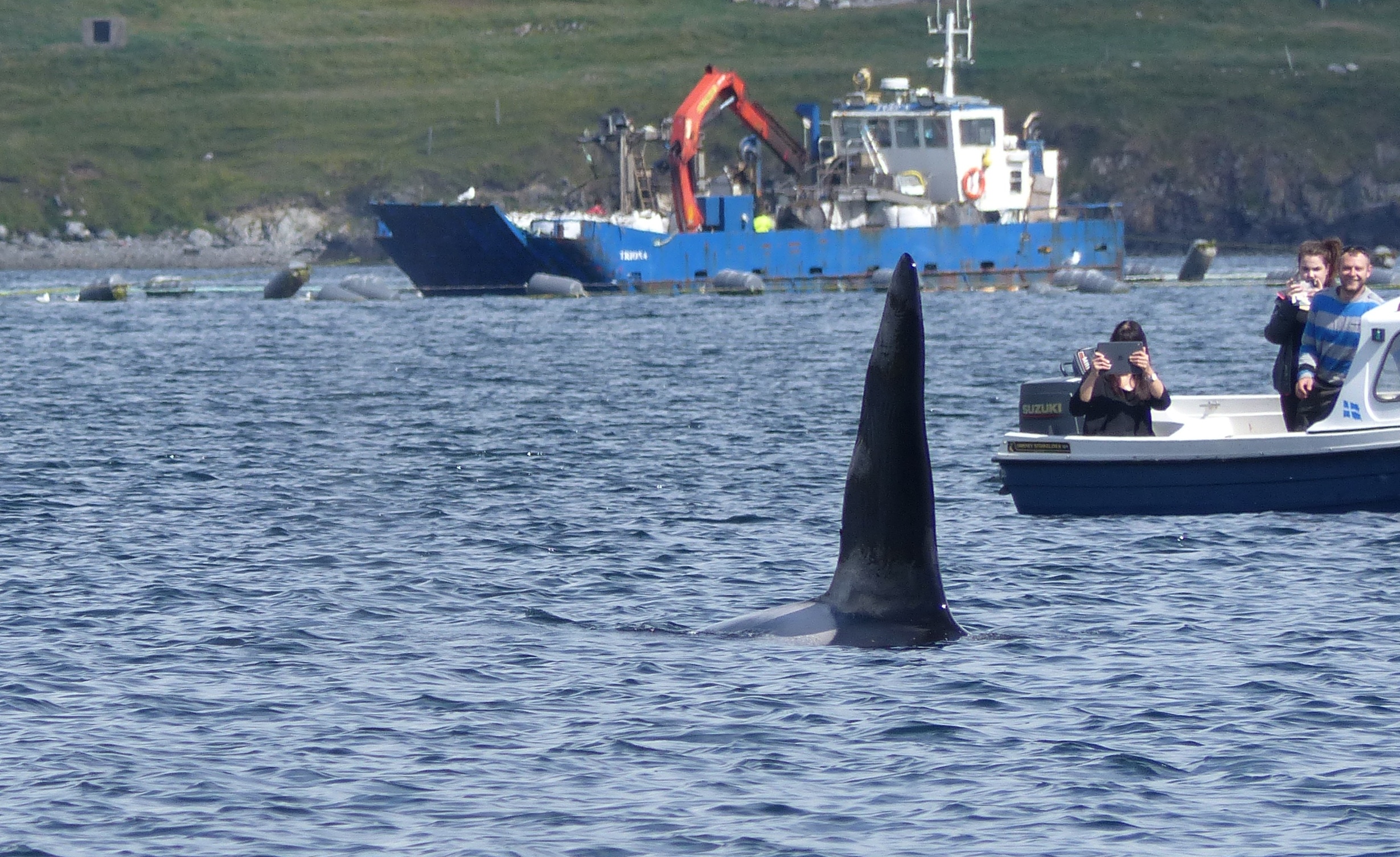 Killer whale seen off Shetland during the event (Rhona Clarke)