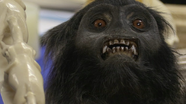 Boris Johnson compared this monkey head to a Labour backbencher PA