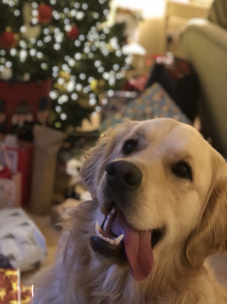 Charlie the dog with his tongue out