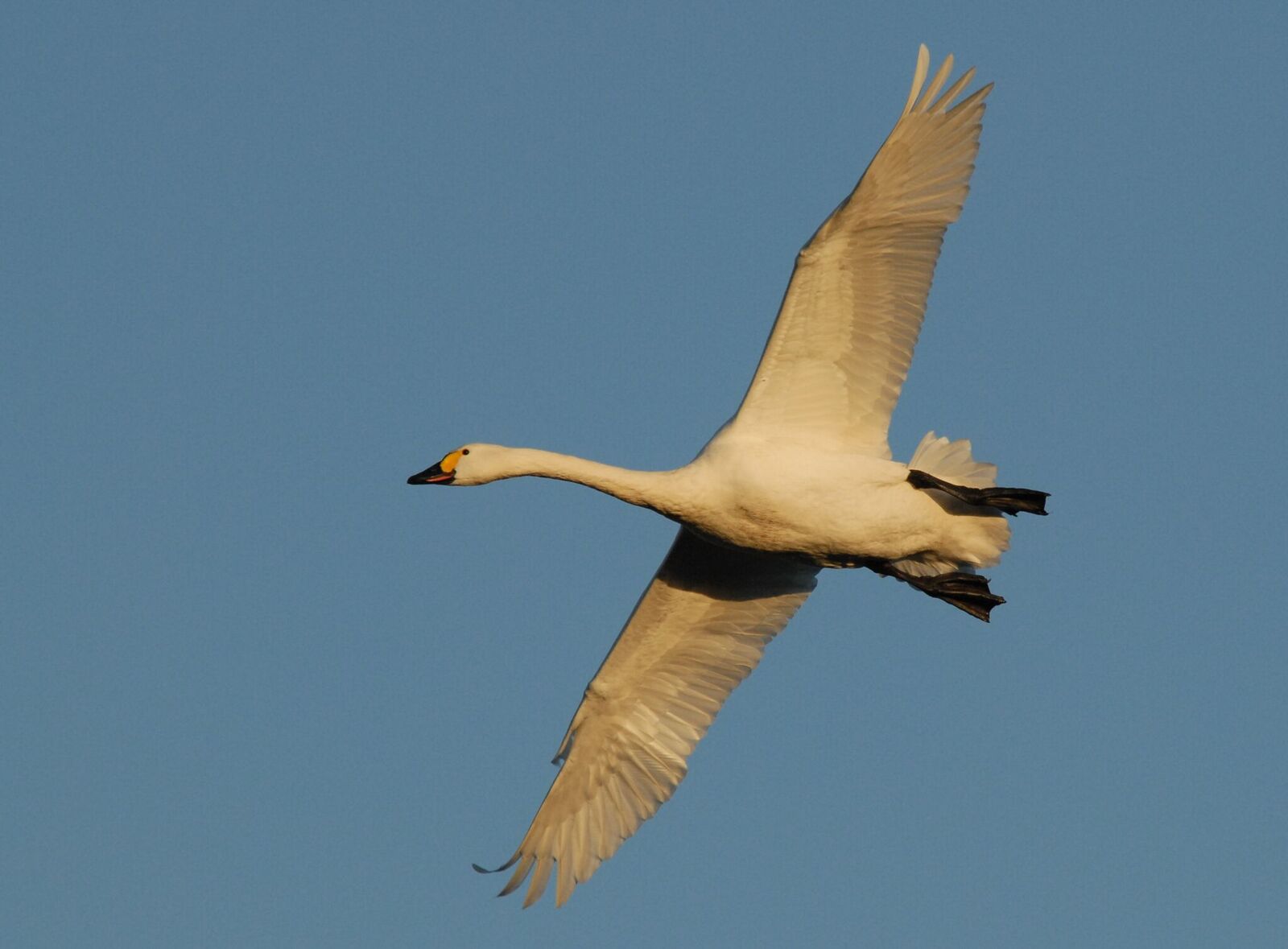 Bewick’s swan heralds the arrival of spring | Shropshire Star