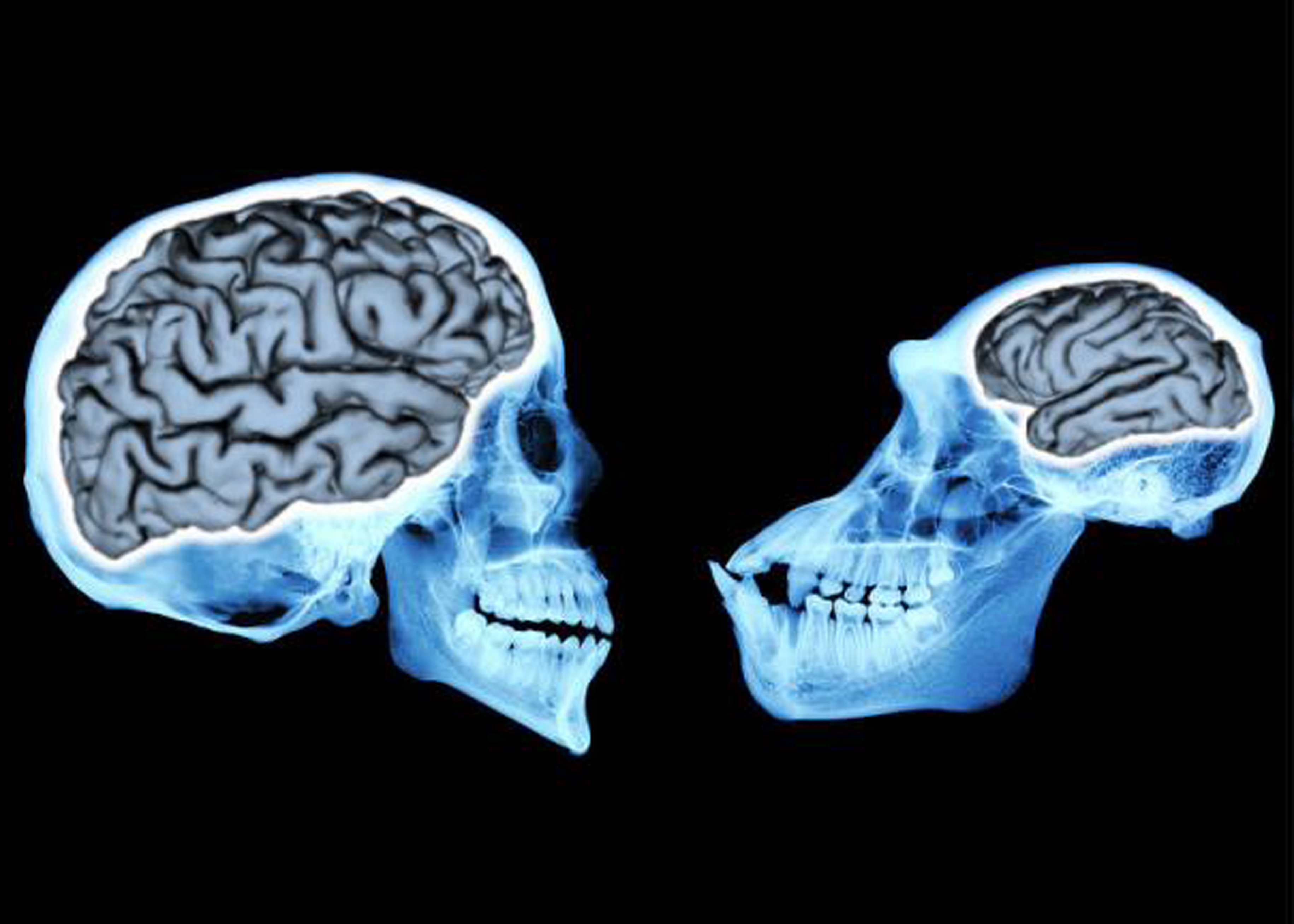 brain evolution research articles