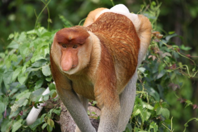 Explanations for the primate's long nose have previously been gleaned more from folklore than from science (Ikki Matsuda/PA)