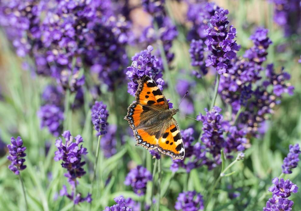 Small tortoiseshell butterfly on lavender. Stephen Patterson/PA)